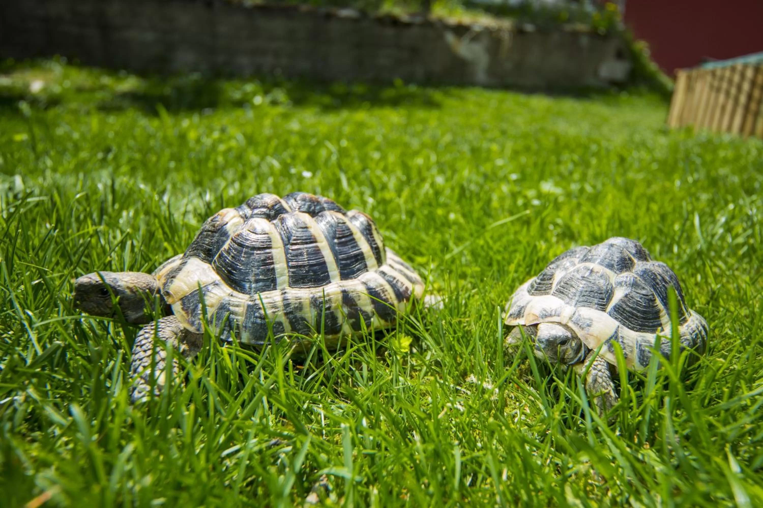 Animals, Other Animals in Wellness- und Schneesporthotel Christiania