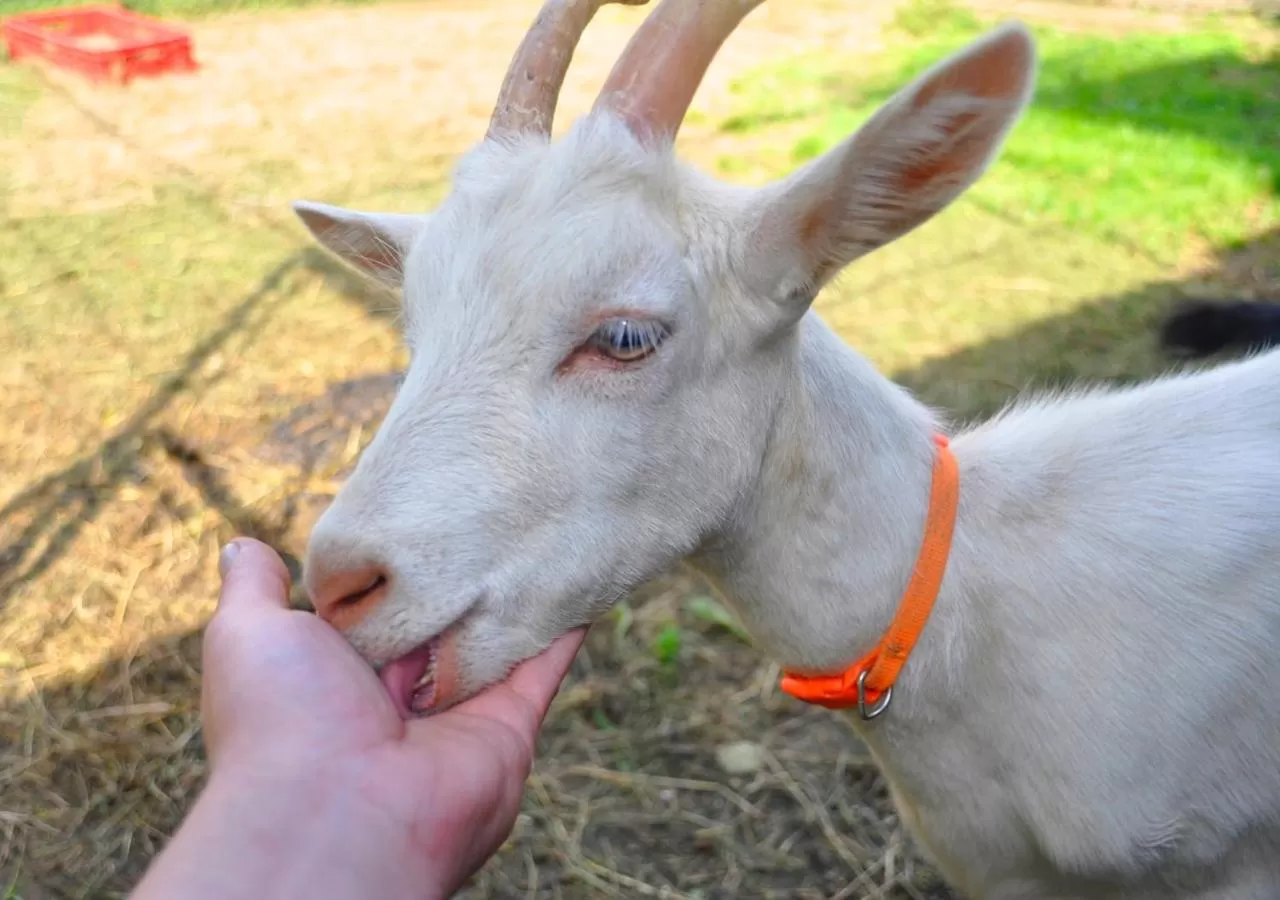 Animals in Ziołowa Dolina