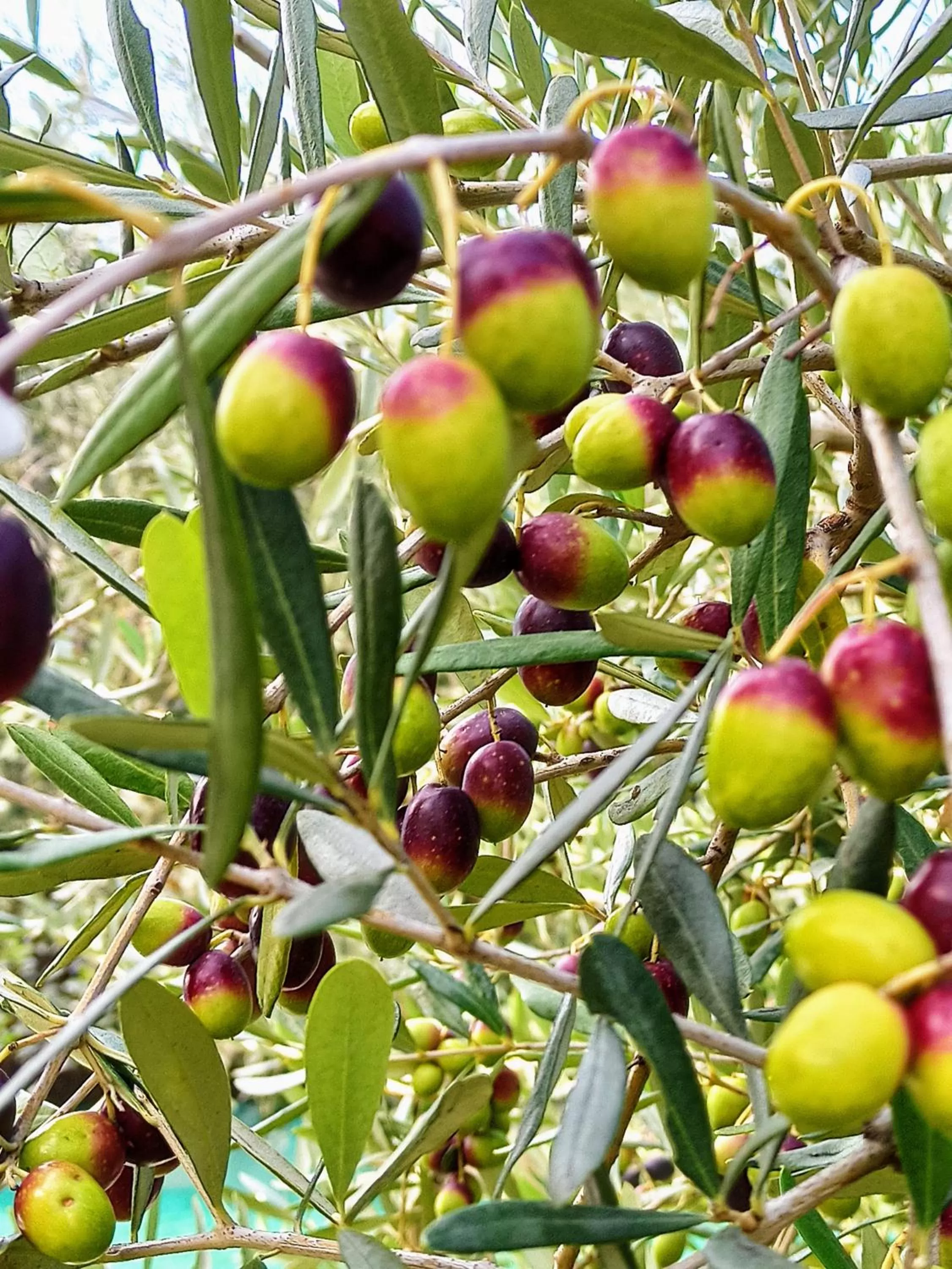 Natural landscape in Le Zampolle B & B