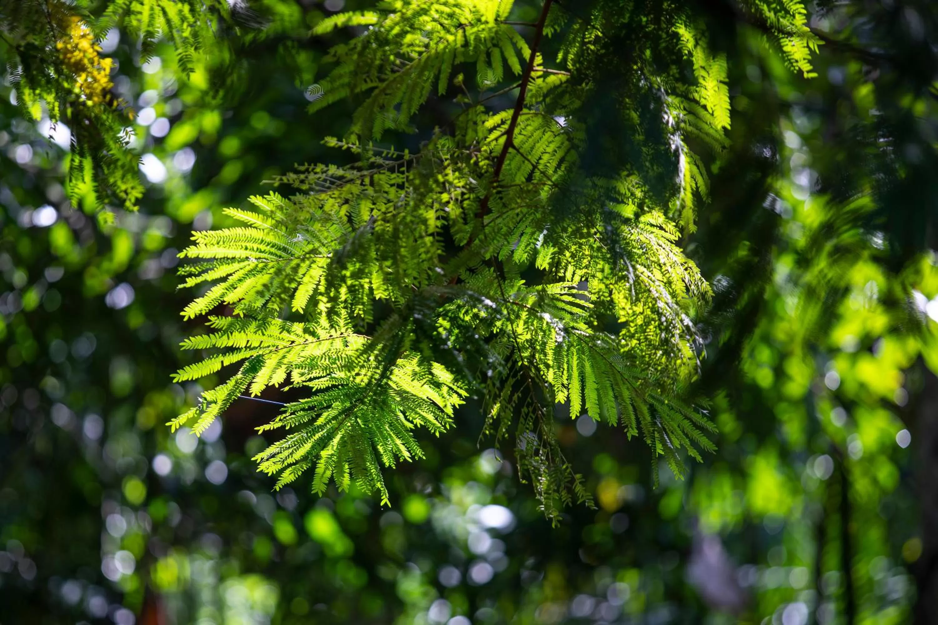 Natural landscape in Pumilio Mountain & Ocean Hotel