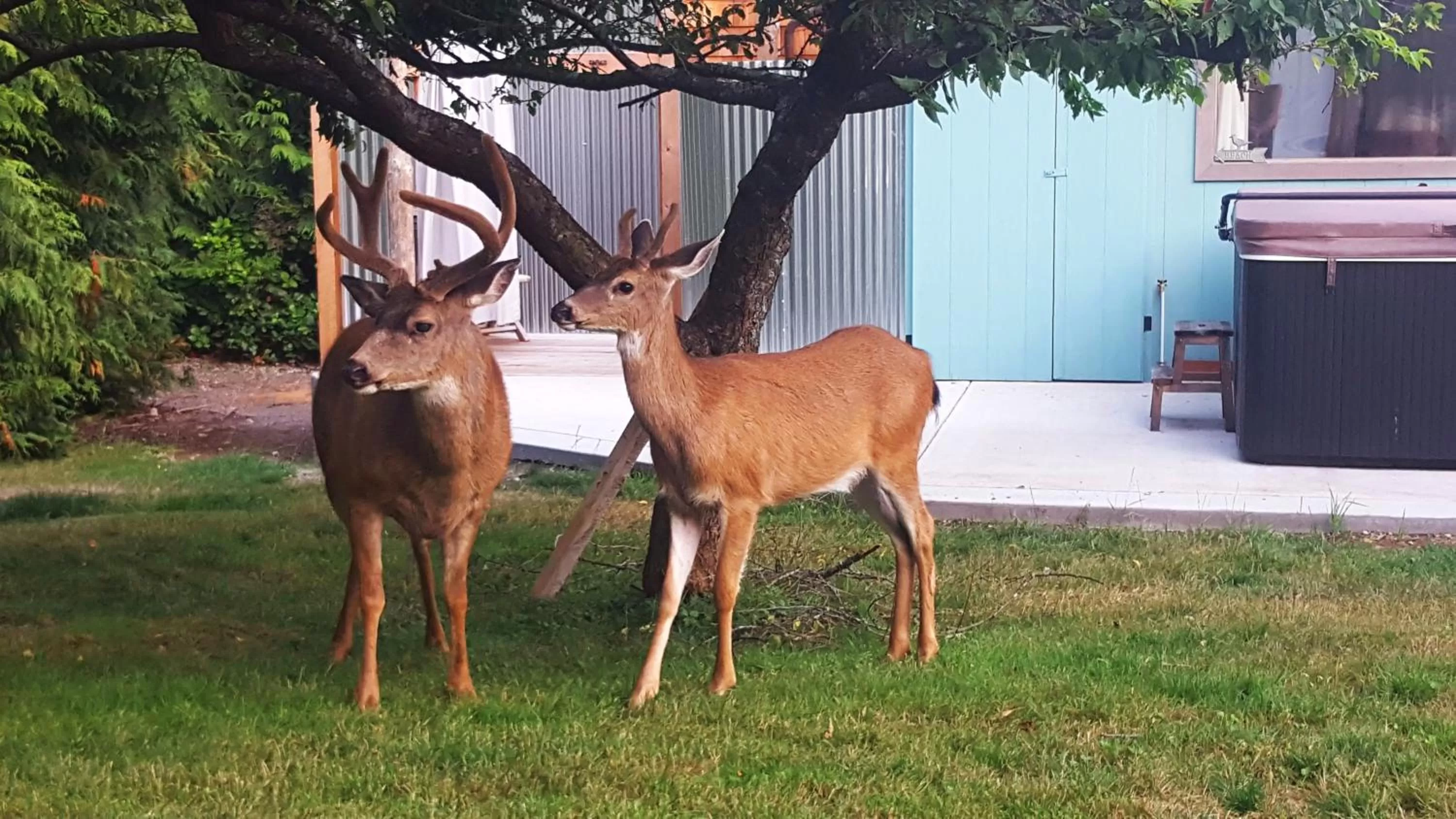 Garden, Other Animals in Secret Beach B&B Suites