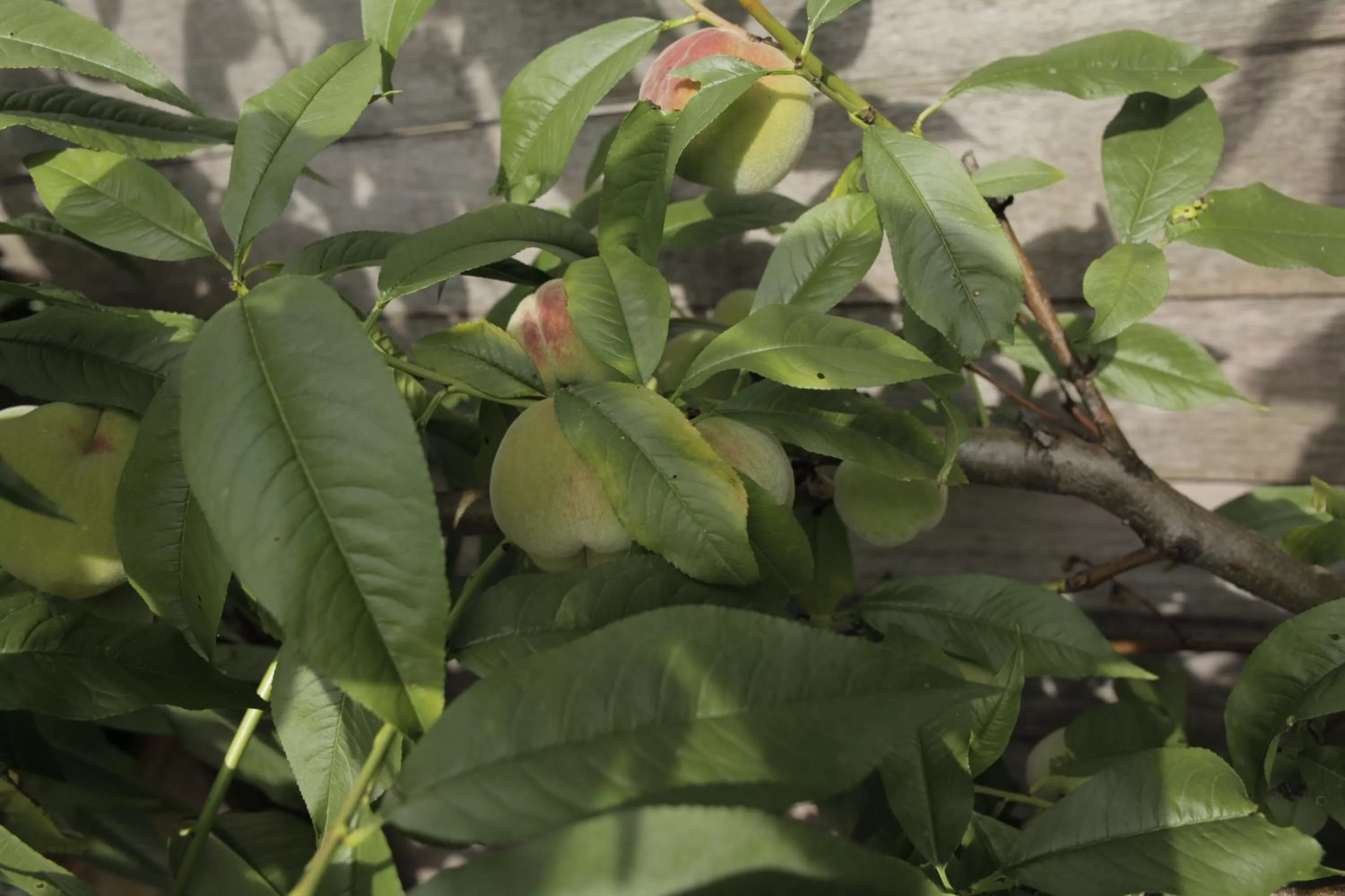 Garden in Studio Jan Steen