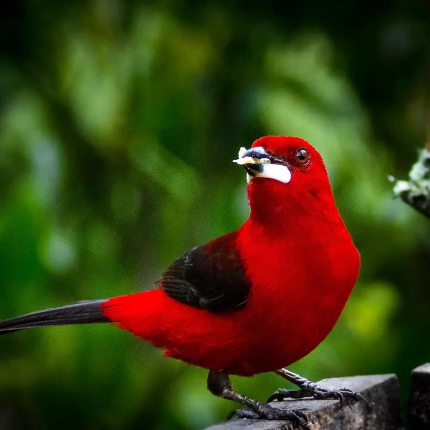 Other Animals in Pousada Vila Santa Barbara