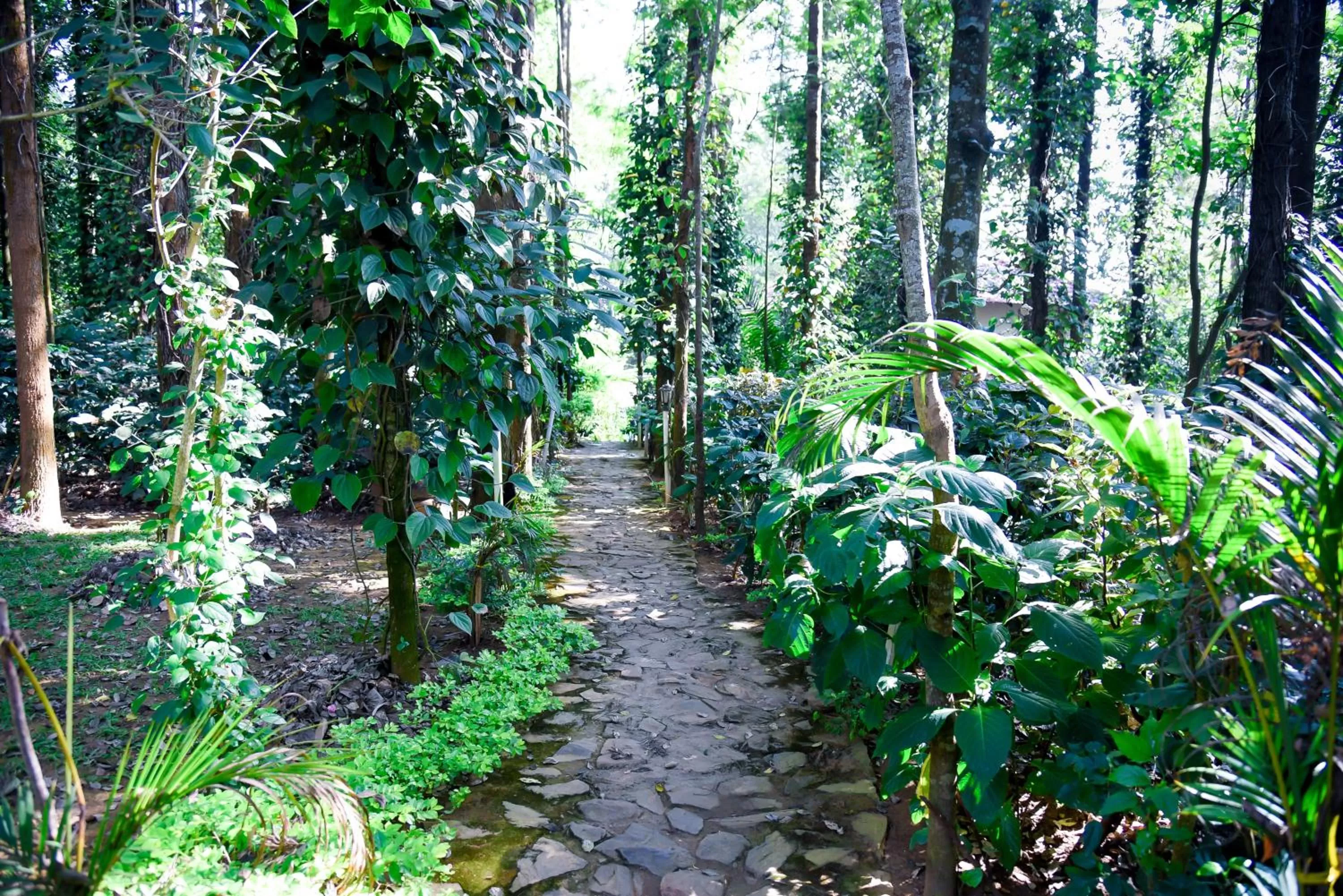 Garden in The Spectrum Resort - Chikmagalur
