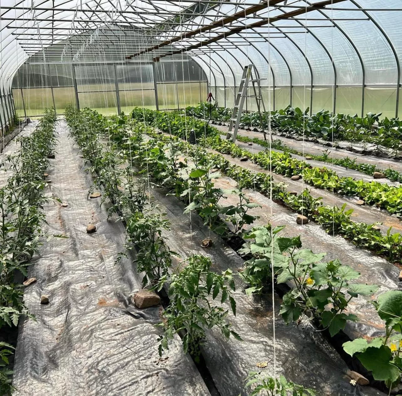 Laurel River Club Bed & Breakfast or LRCBNB