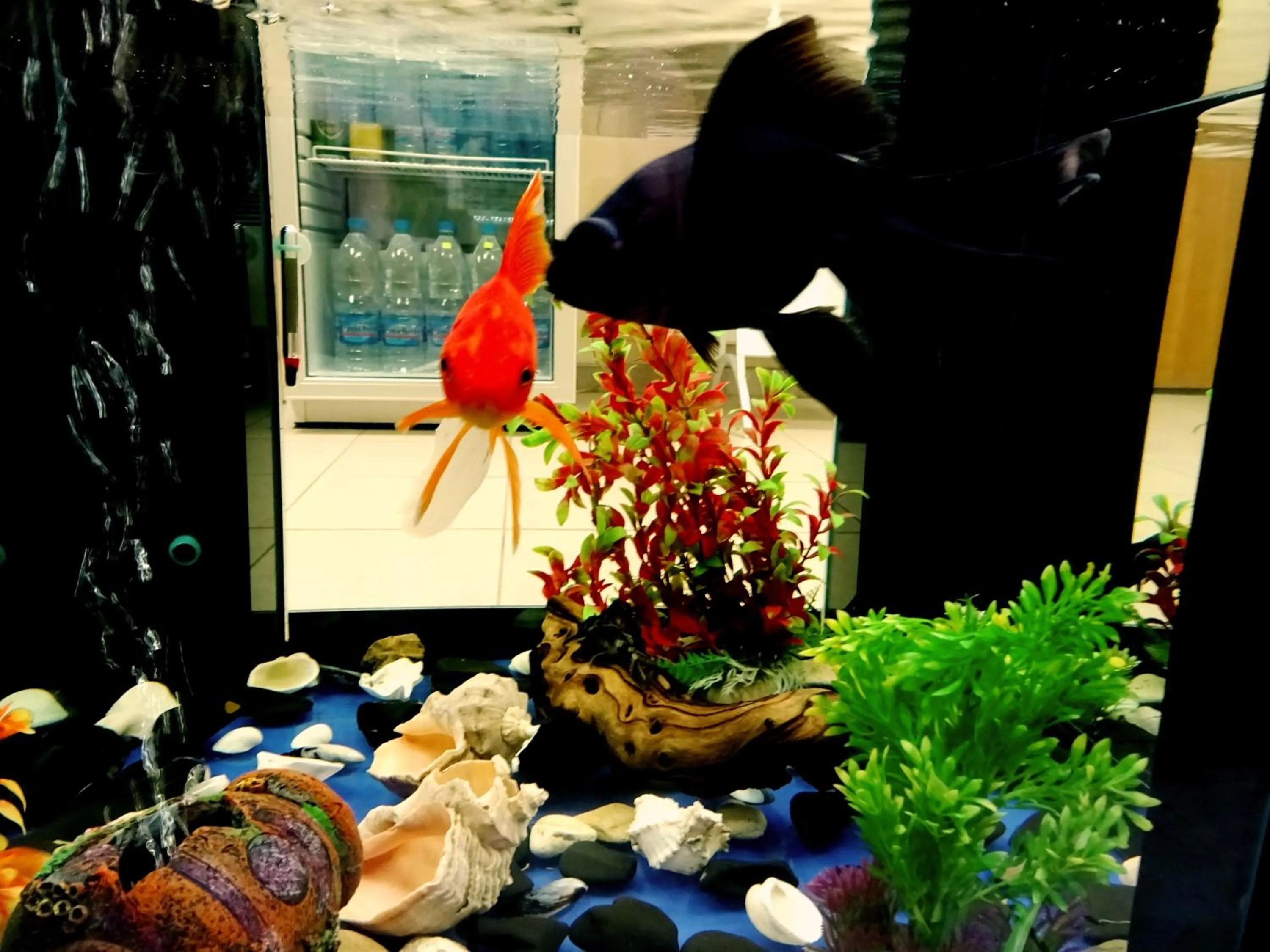 Lobby or reception in Family Hotel Dalis