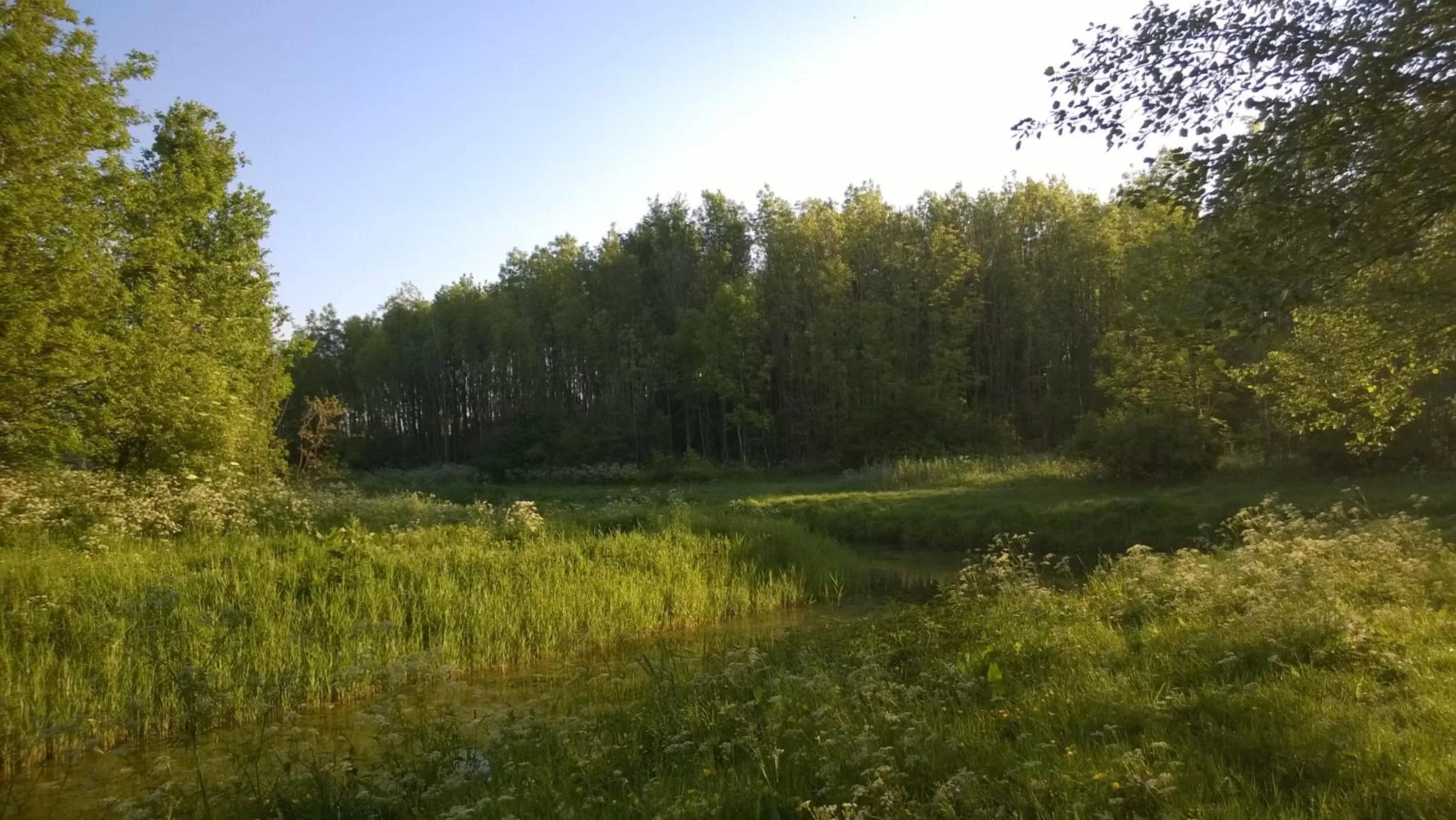 Natural landscape in Bed & Breakfast Boszicht Leeuwarden