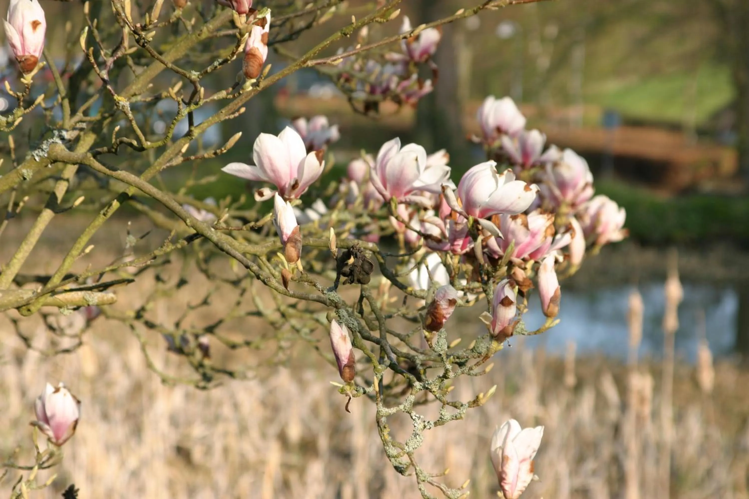 Day in Christiansminde