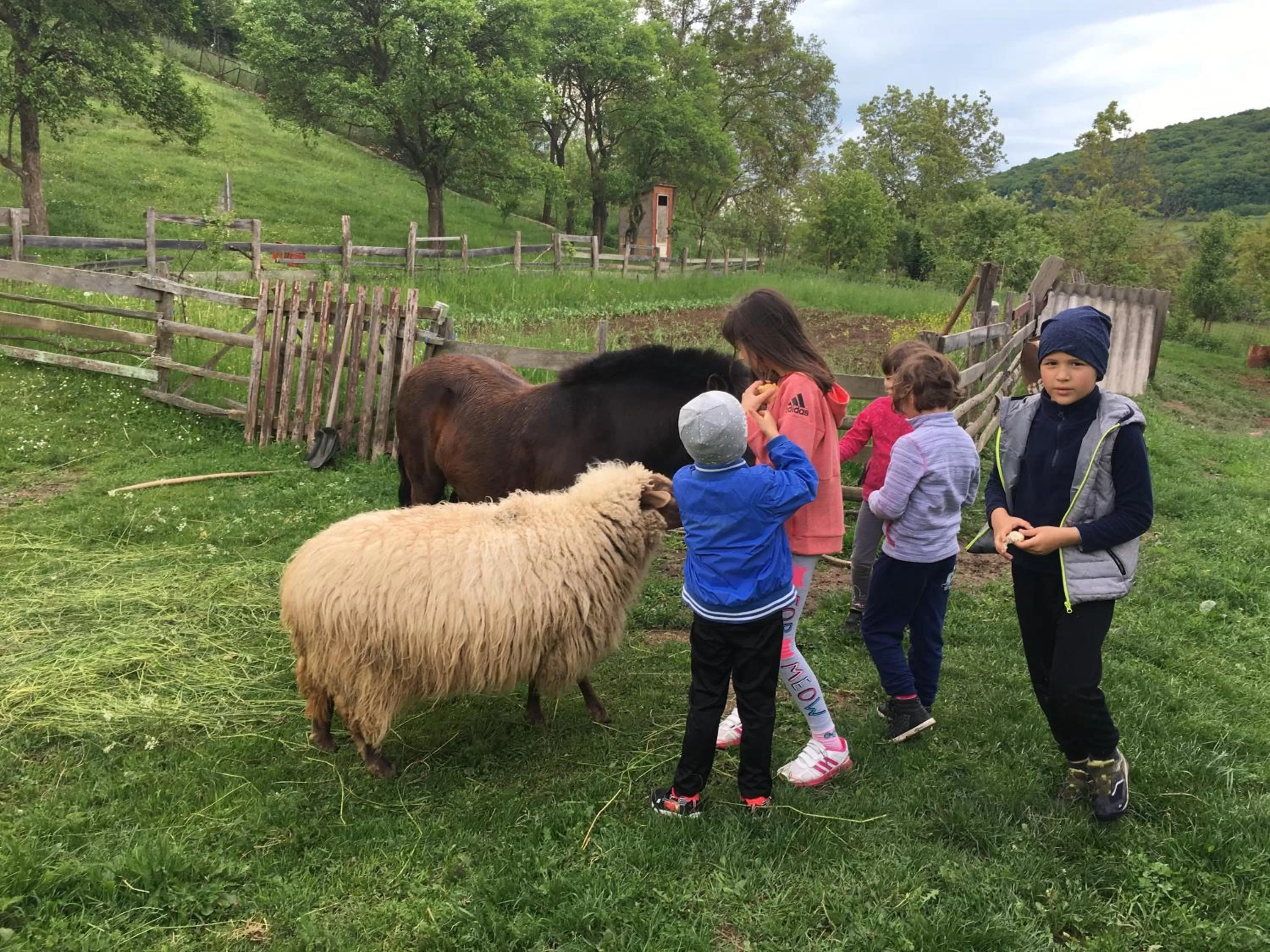 Day in Pensiunea SilvAnka