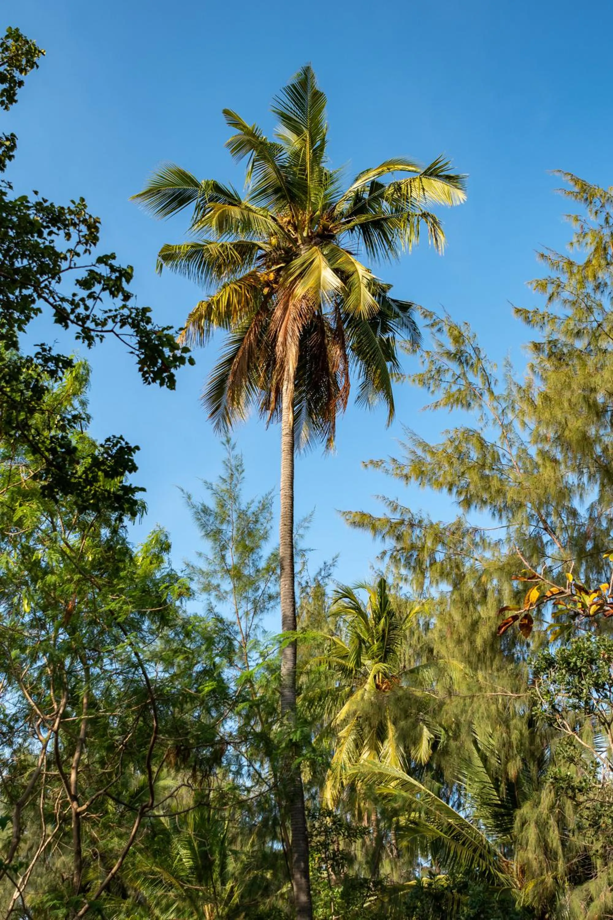Natural landscape in Hakuna Majiwe Beach Lodge