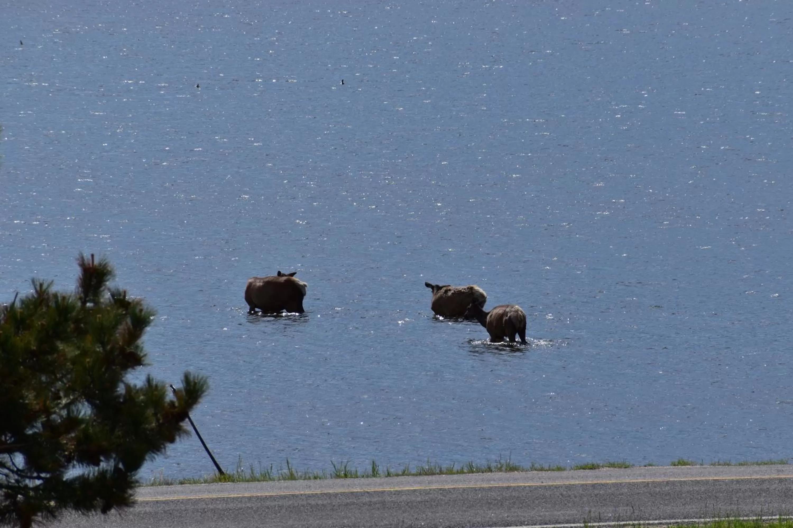 Other Animals in Estes Lake Lodge