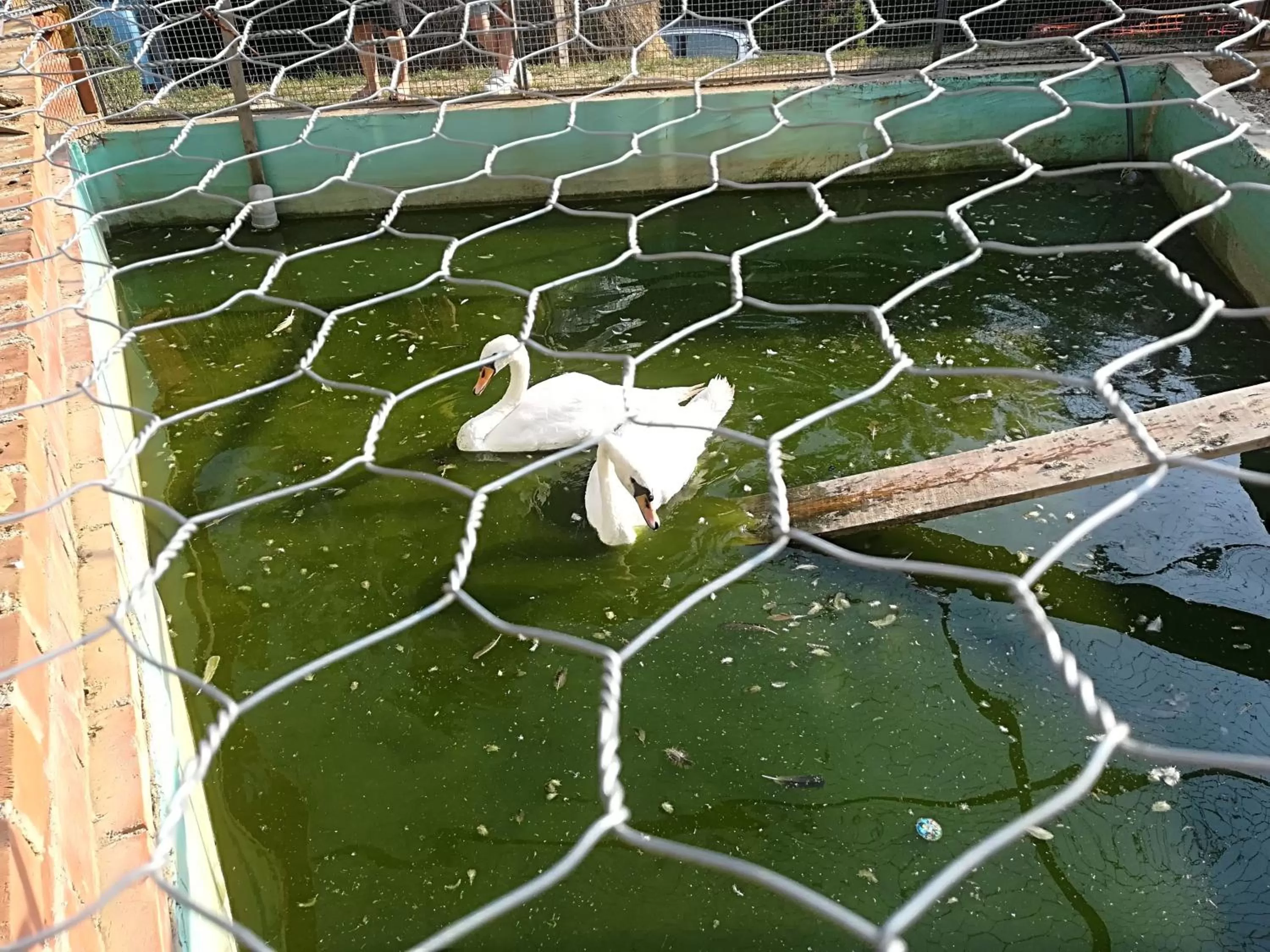 Pets in Etno selo Vile Jefimija, selo Preobrazenje, Vranje