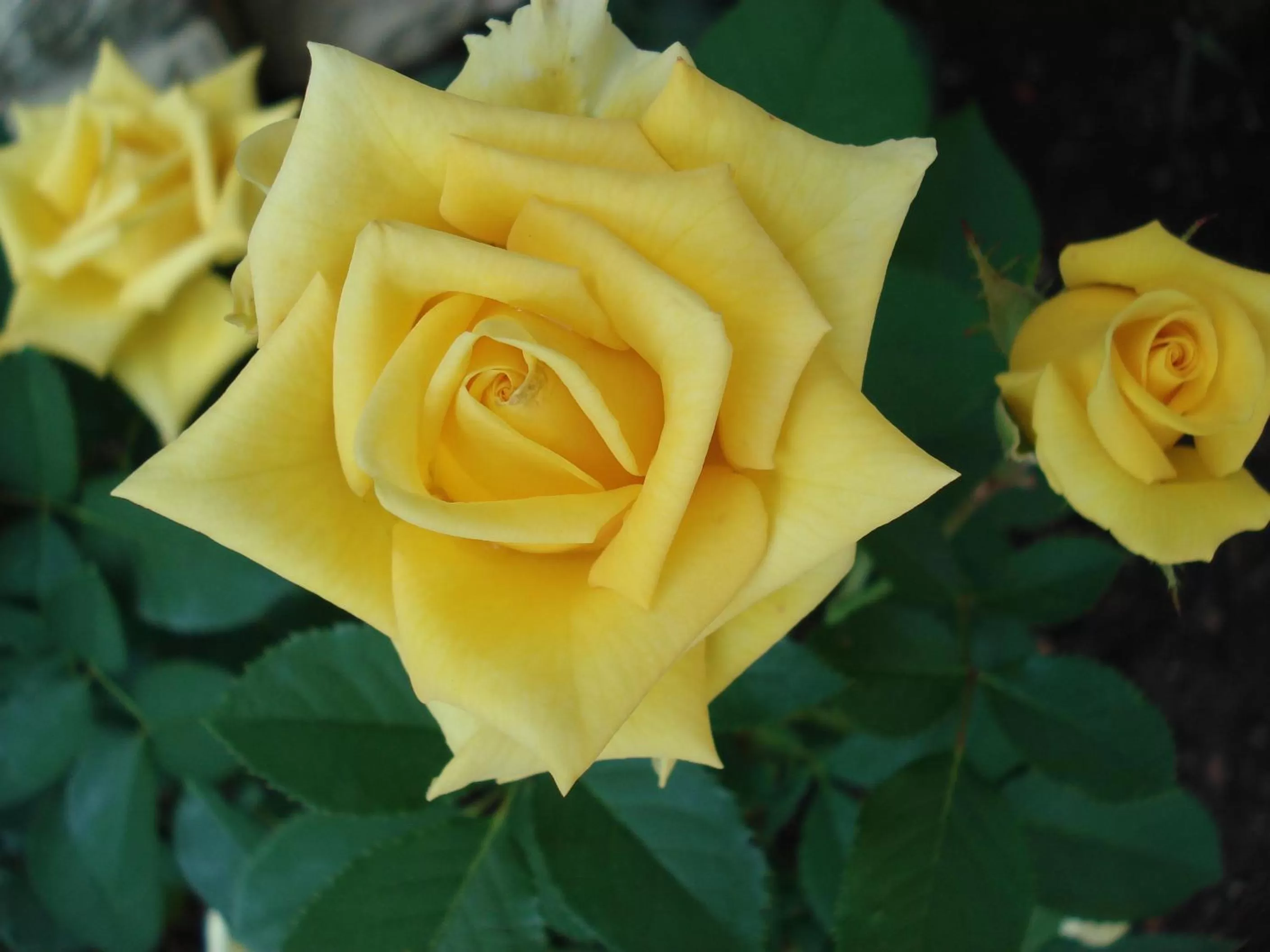 Property building in Guest House Linas