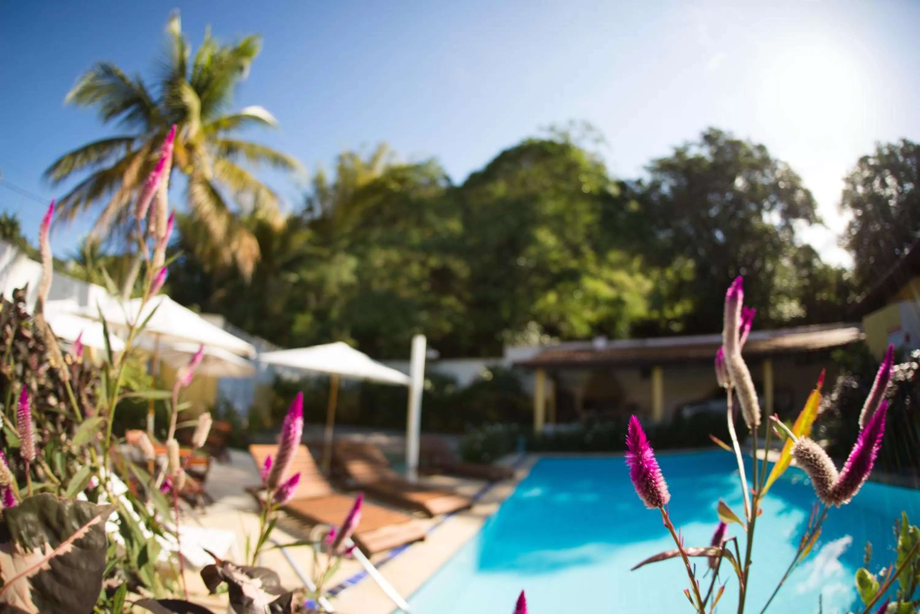 Garden in Pousada Viva Ubatuba