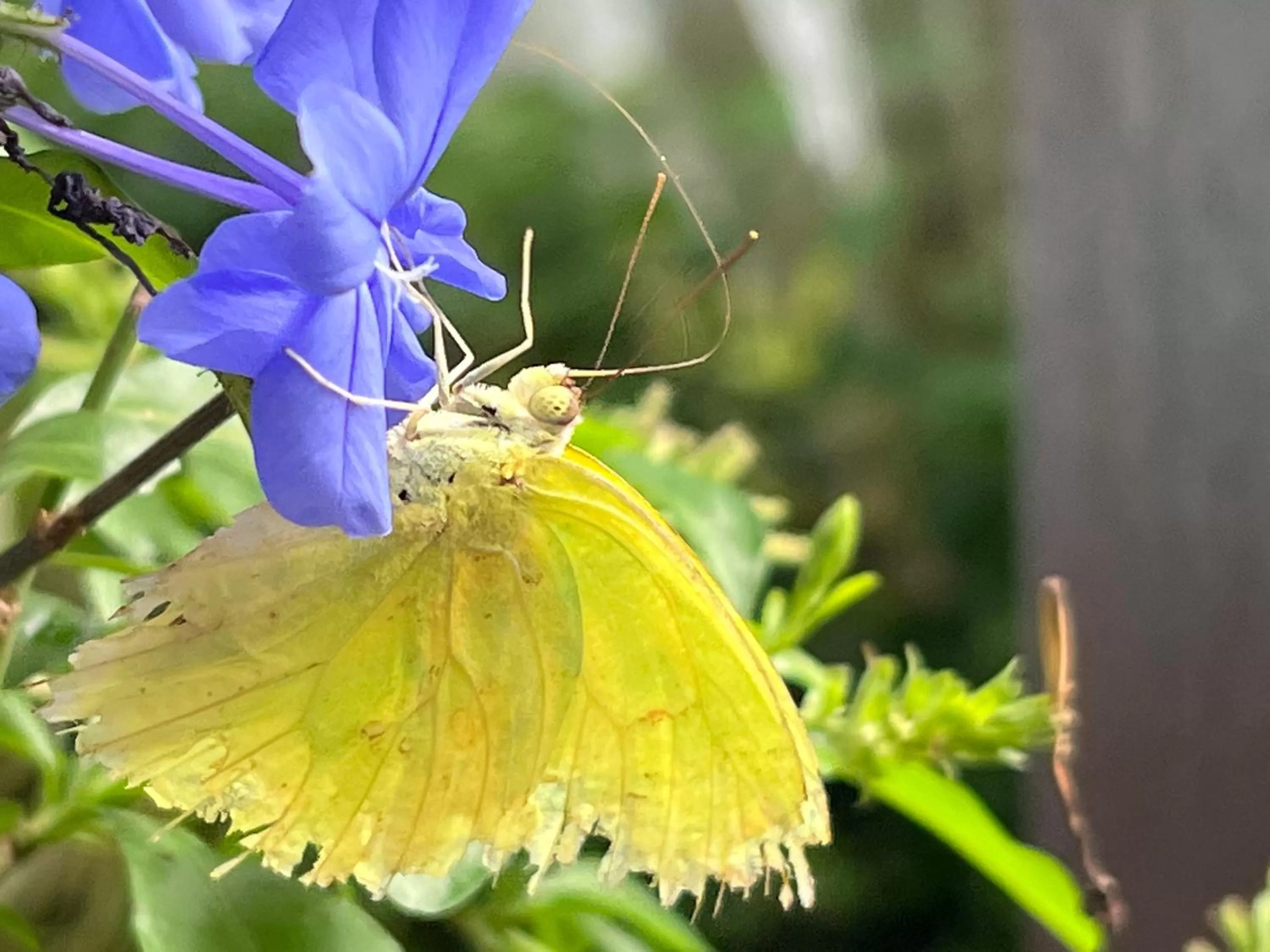 Garden in Villa Famiri Boutique hotel