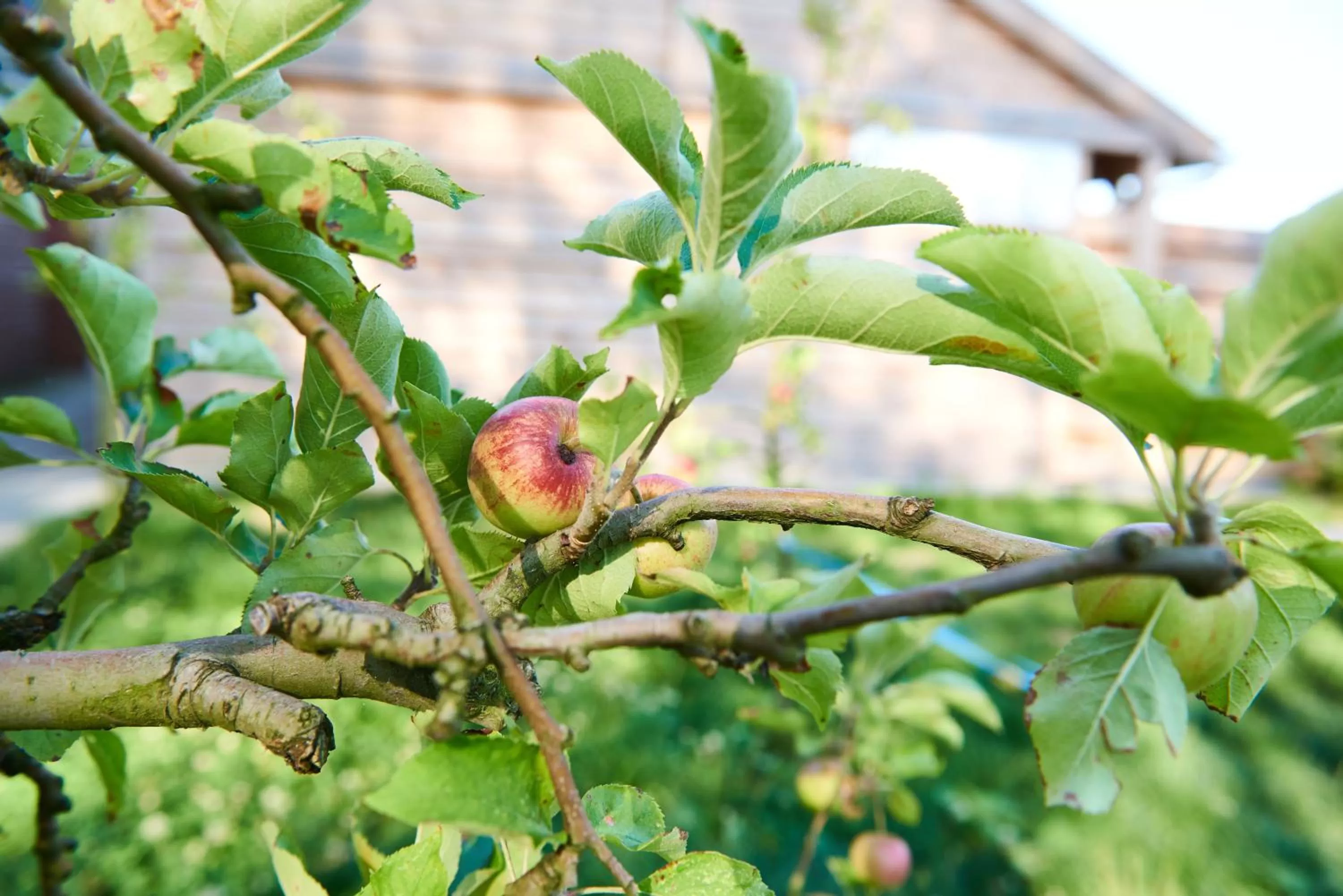 Garden in B&B Molenstreek