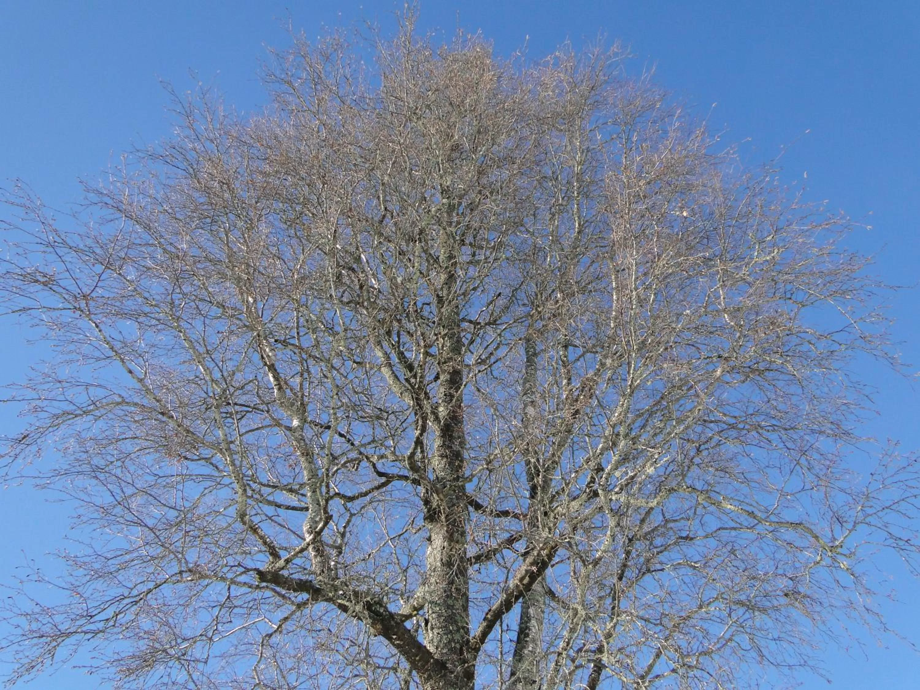 Day in Sunne Hembygdsgård B&B