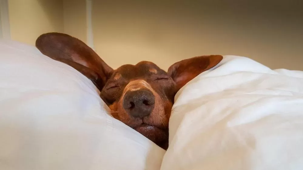 Pets, Bed in Stardust Motel Wallace