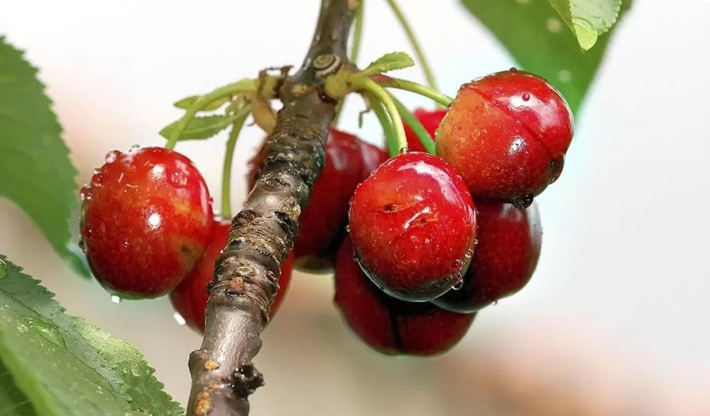 Food in B&B Antoclo Di Concas Angela Margherita