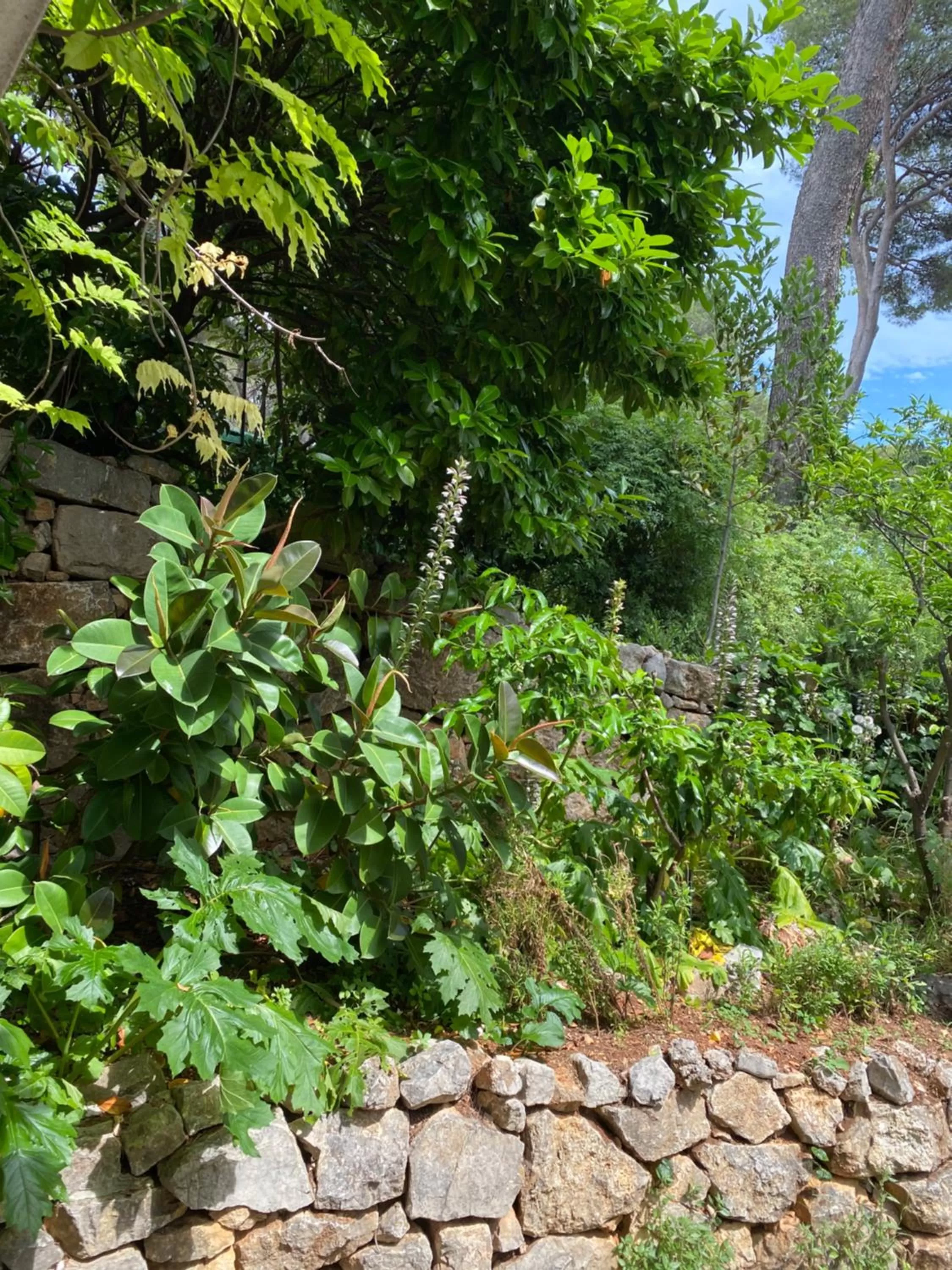 Garden in Chambre spacieuse indépendante dans villa plus parking privée
