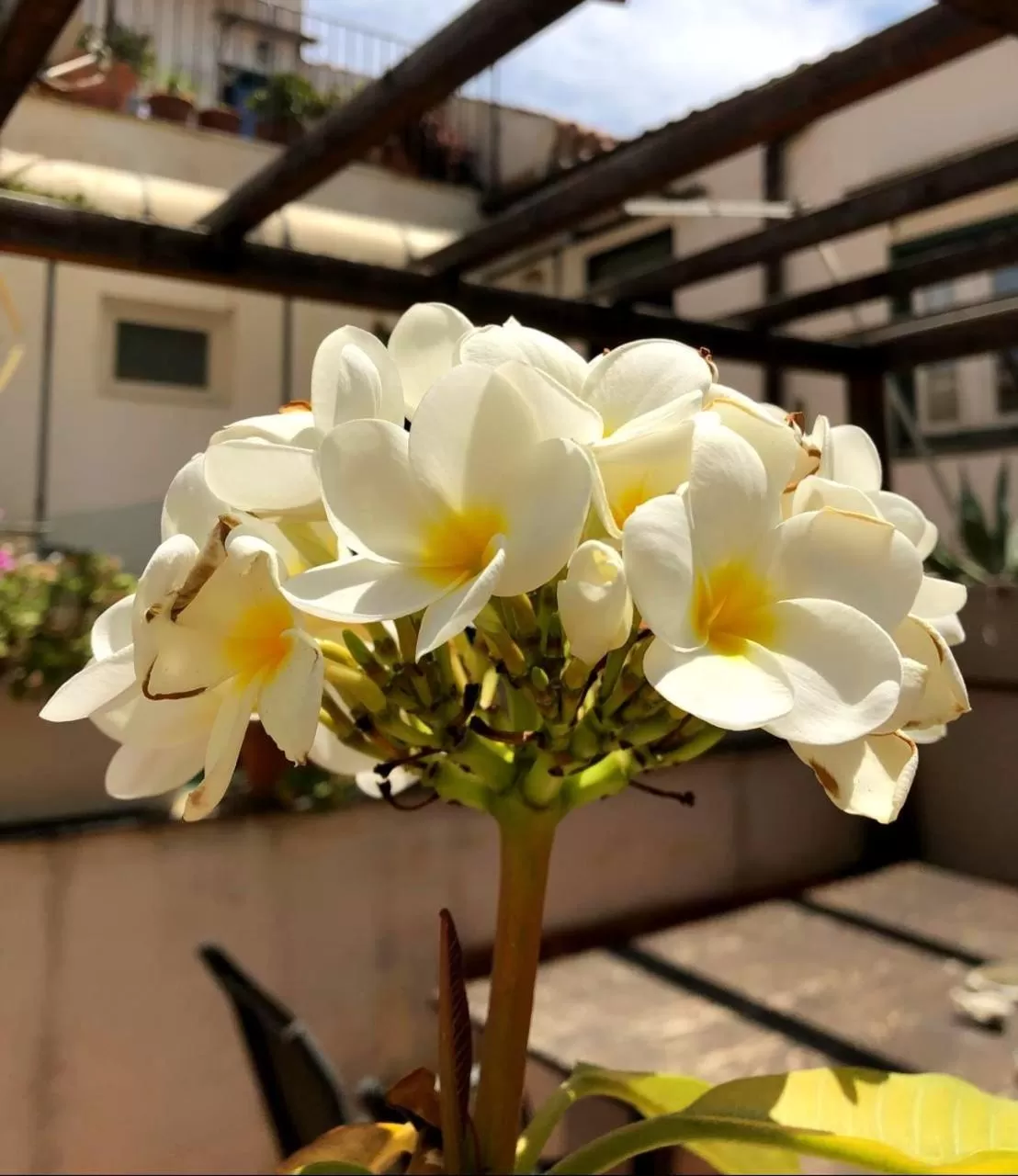 Balcony/Terrace in Ai Tintori