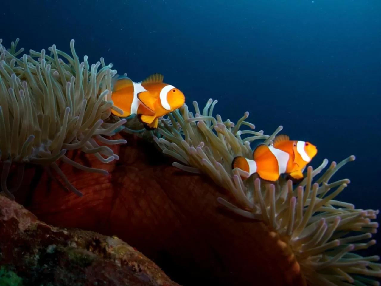 Diving in Punta Bulata White Beach Resort & Spa