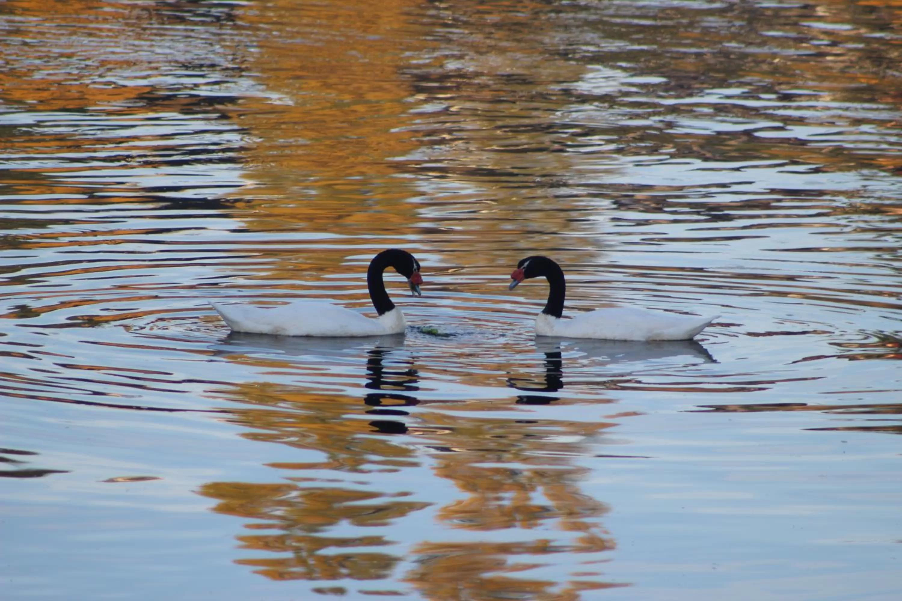 Other in Palafito 1326 Hotel Boutique Chiloé