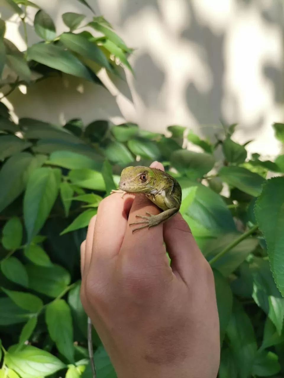 Animals in HOTEL Apartamentos Herradura #7,#9