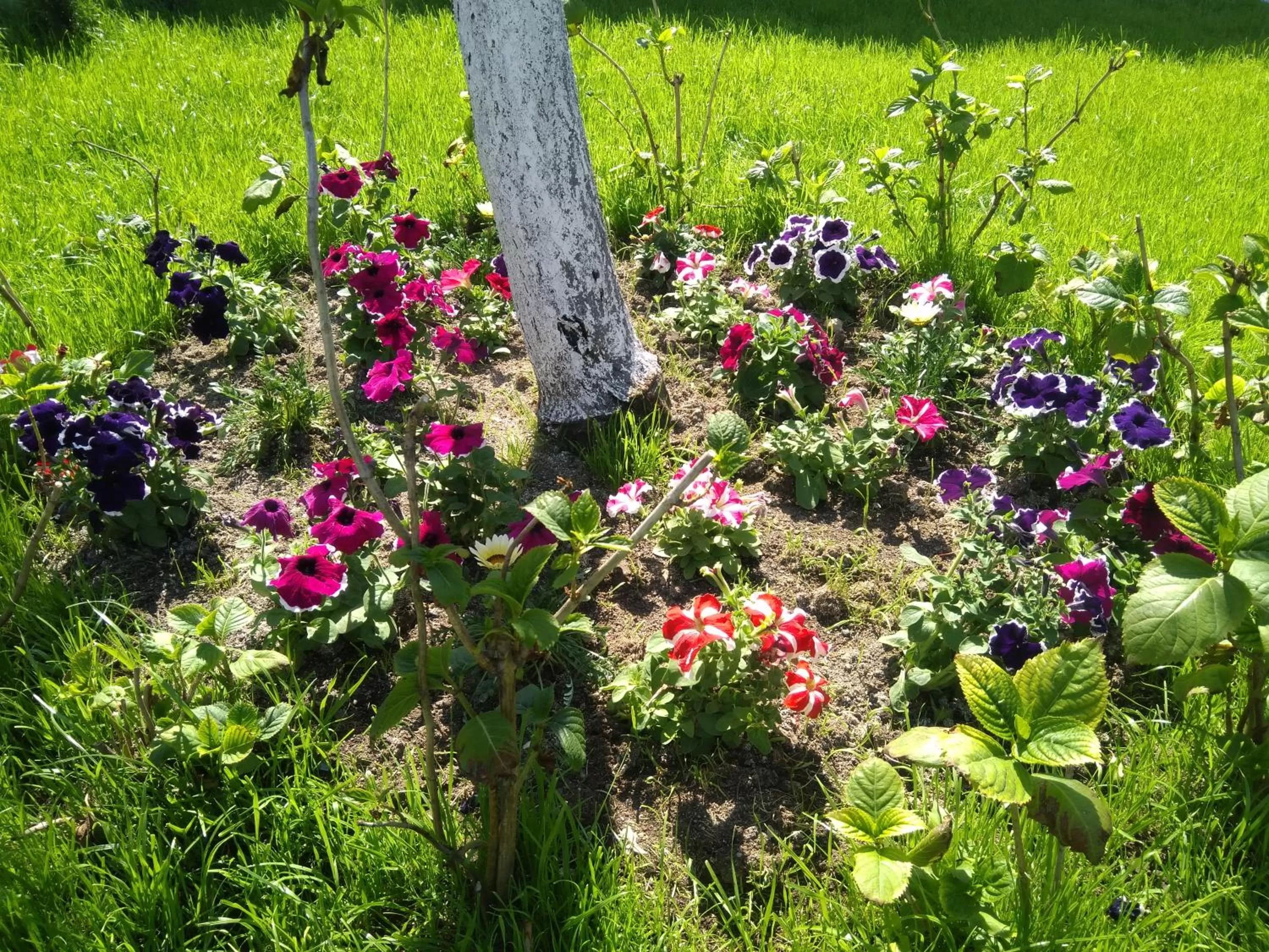 Garden in Family Hotel Malibu