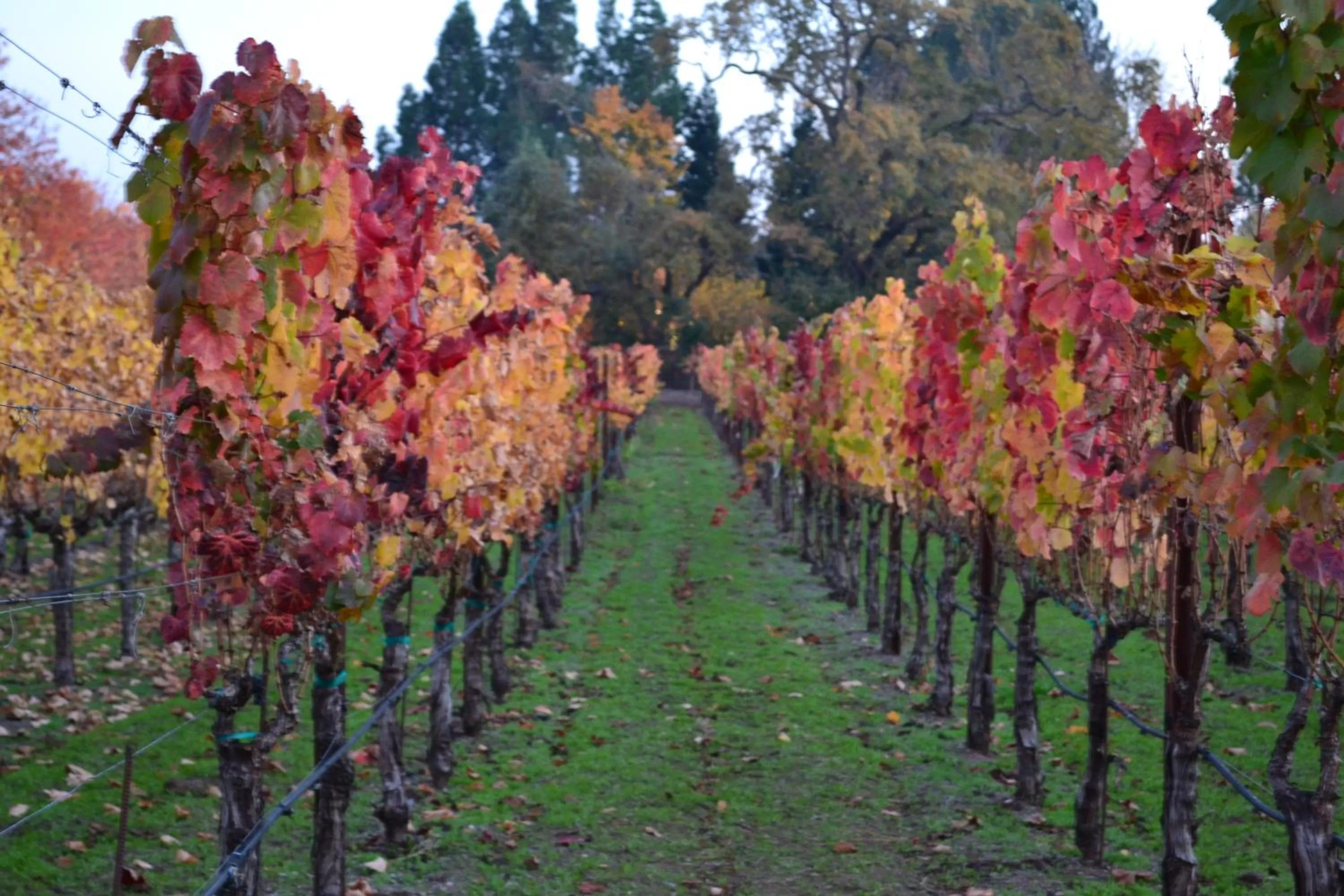 Autumn in Chardonnay Lodge