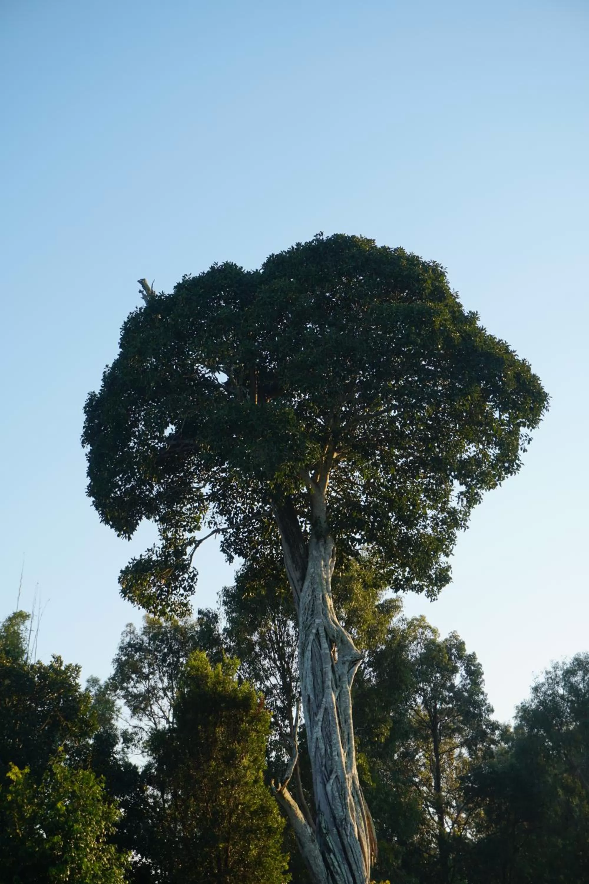 Spring in Narangba Motel (formerly Brisbane North B&B and Winery)