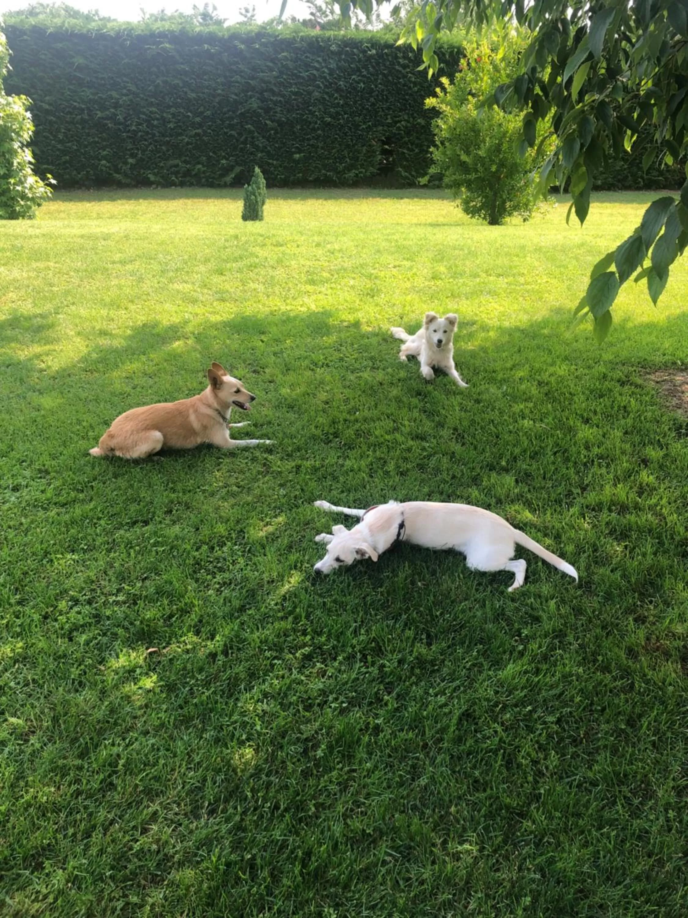 Garden in B&B La Magia dei Sogni Relais