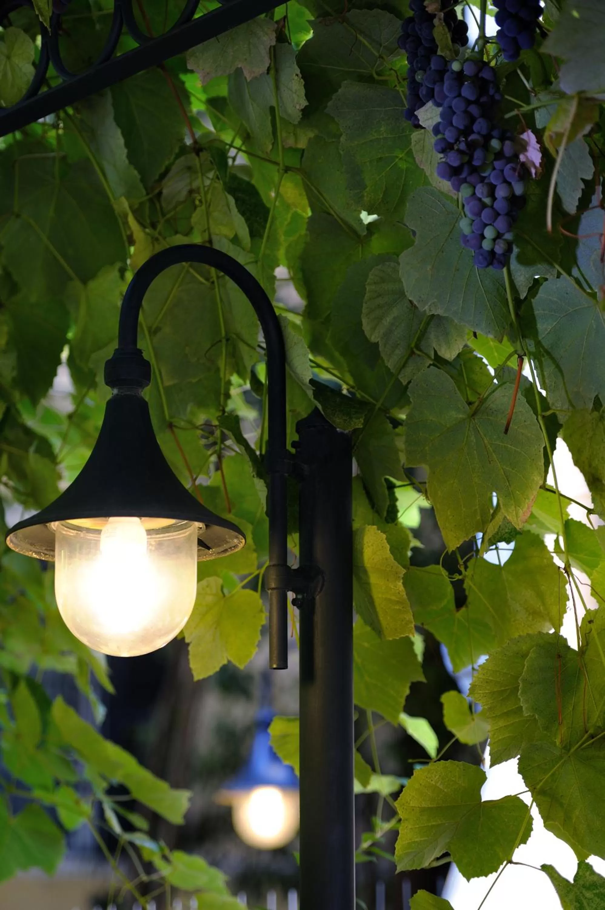 Garden in Hotel Farnese