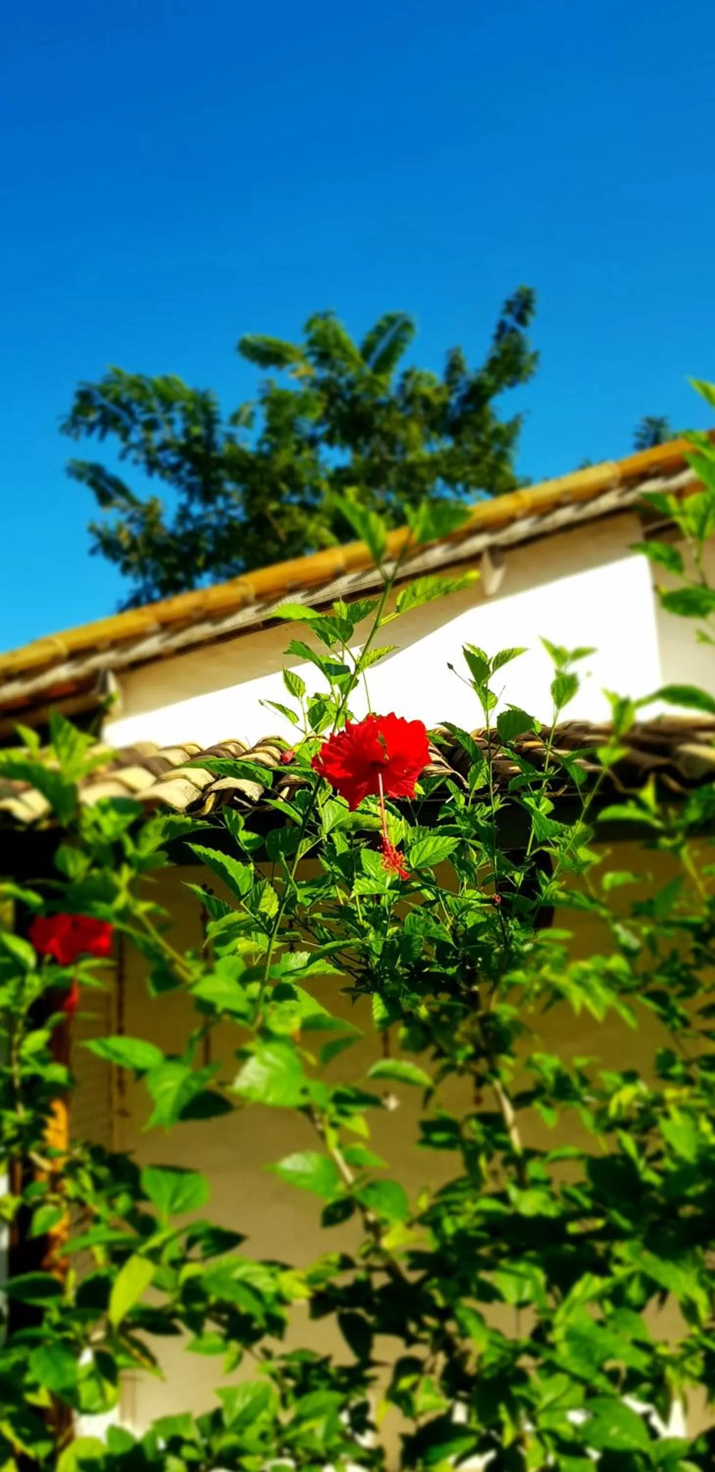 Garden, Property Building in Pousada Villages Boutique Hotel
