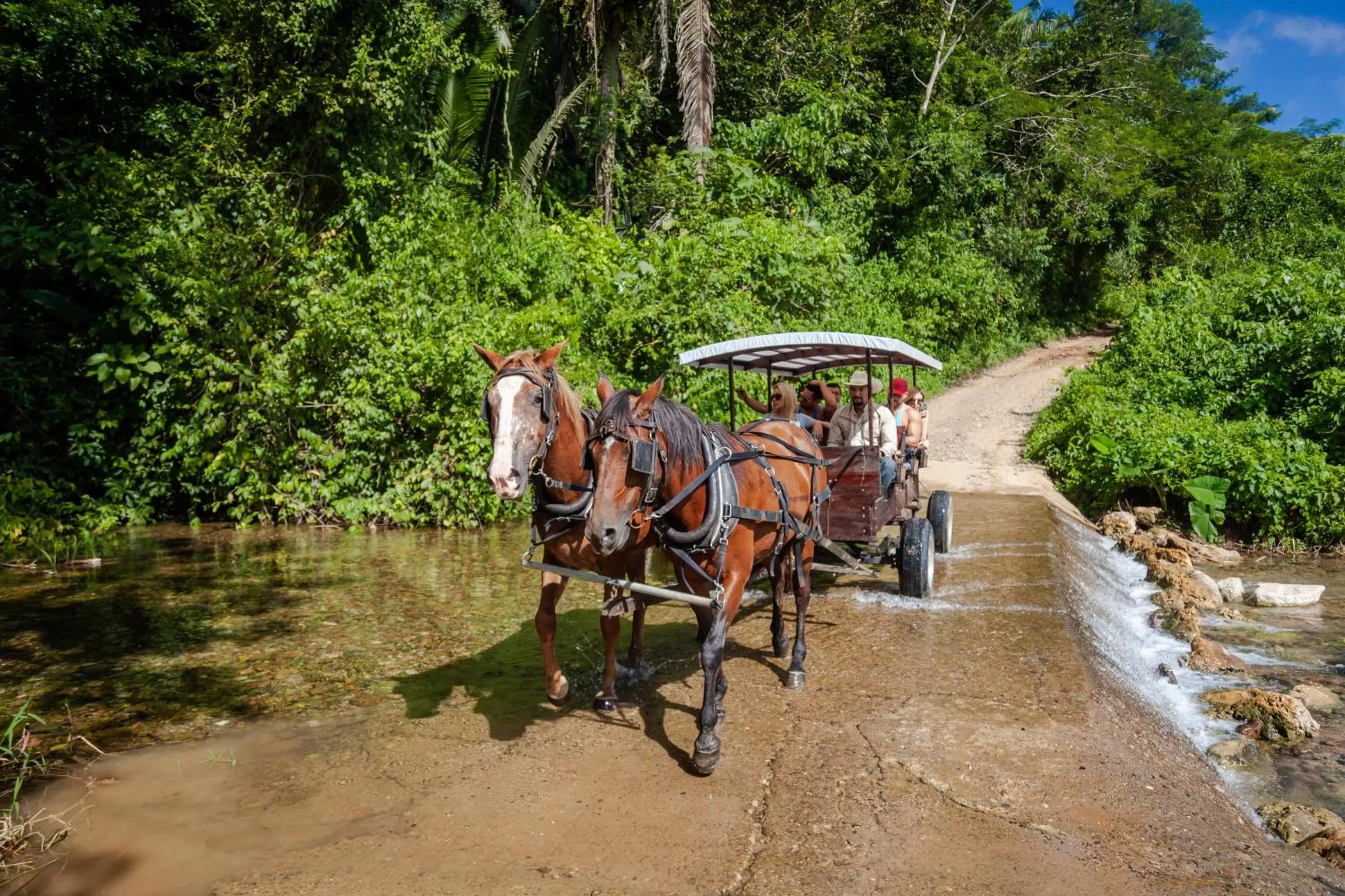 Horse-riding in Sleeping Giant Rainforest Lodge