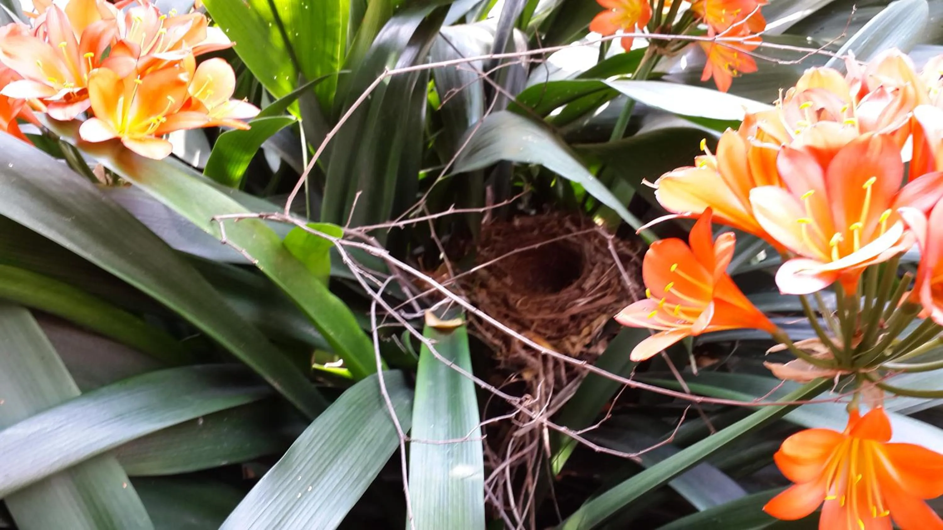 Natural landscape in Cherry Tree Cottage B&B Linden