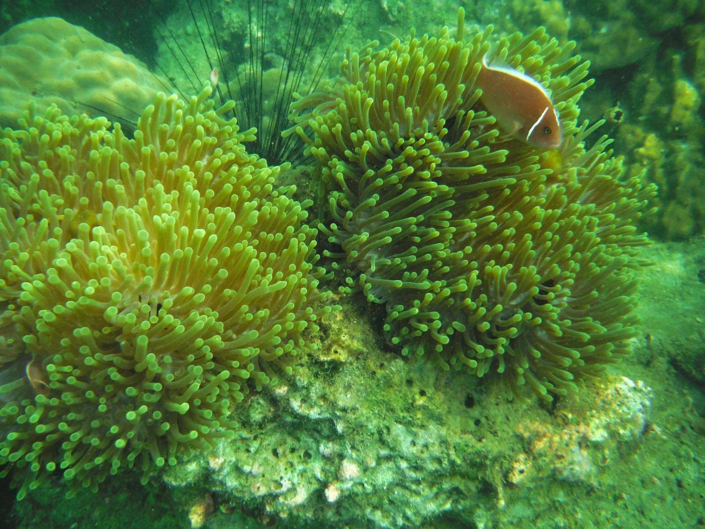 Snorkeling in Ban Saithong Beach Resort