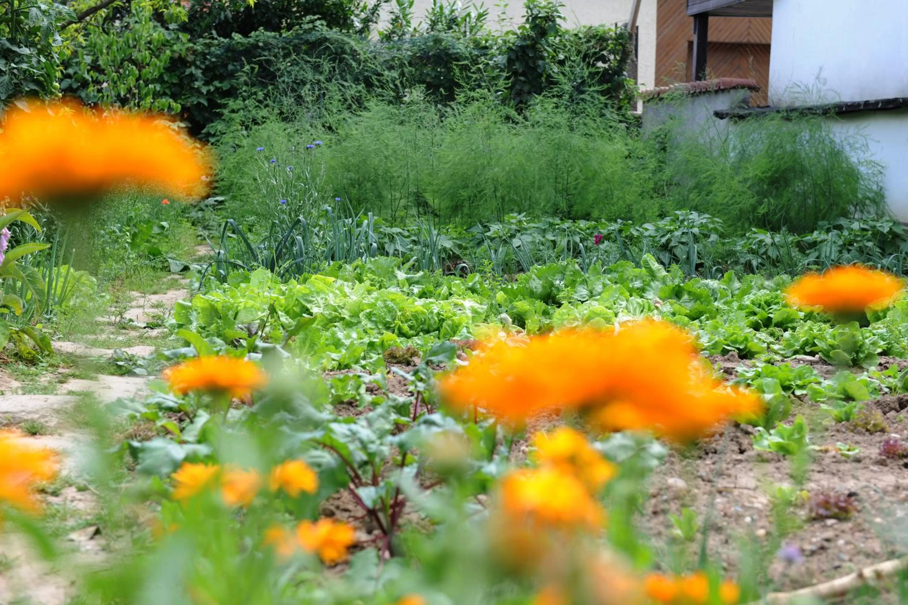 Summer in Jugendstil-Hof