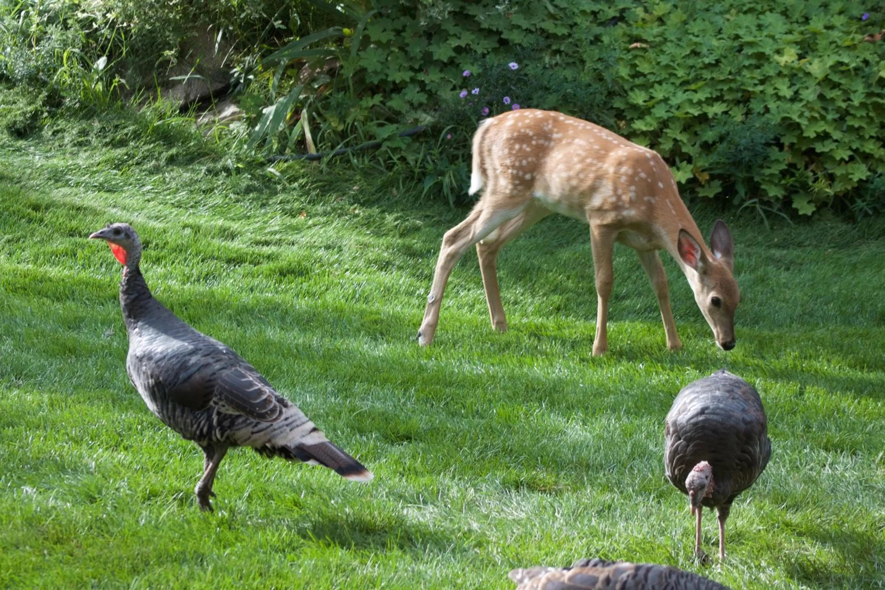 Animals in Windborne Bed & Breakfast