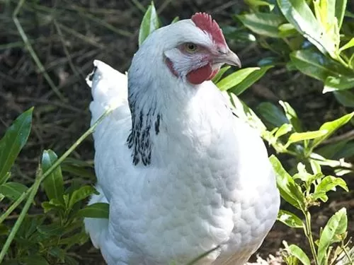 Other, Other Animals in The Old Post Office, Lanchester