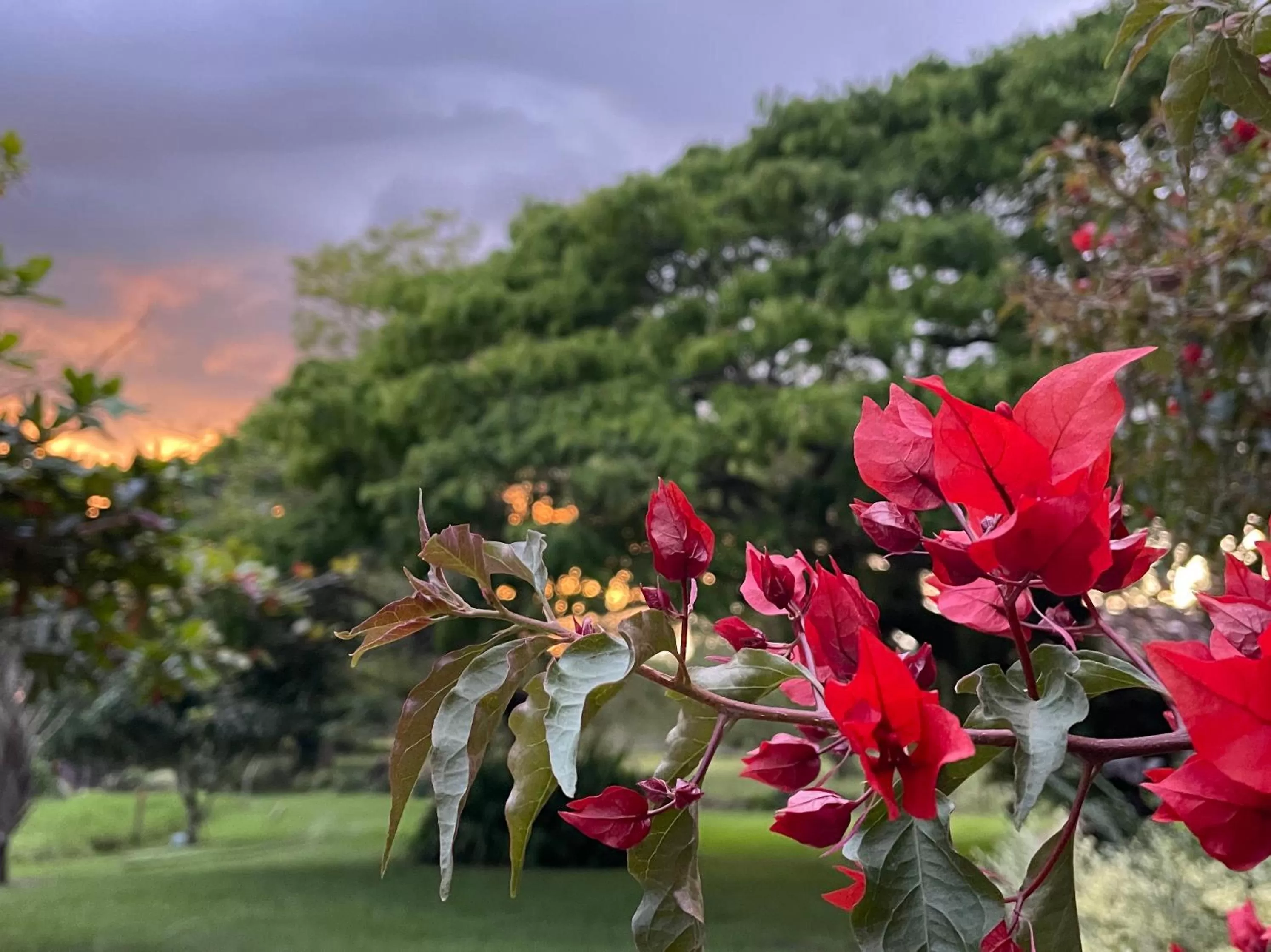 Natural landscape in MuchoSur Quimbaya