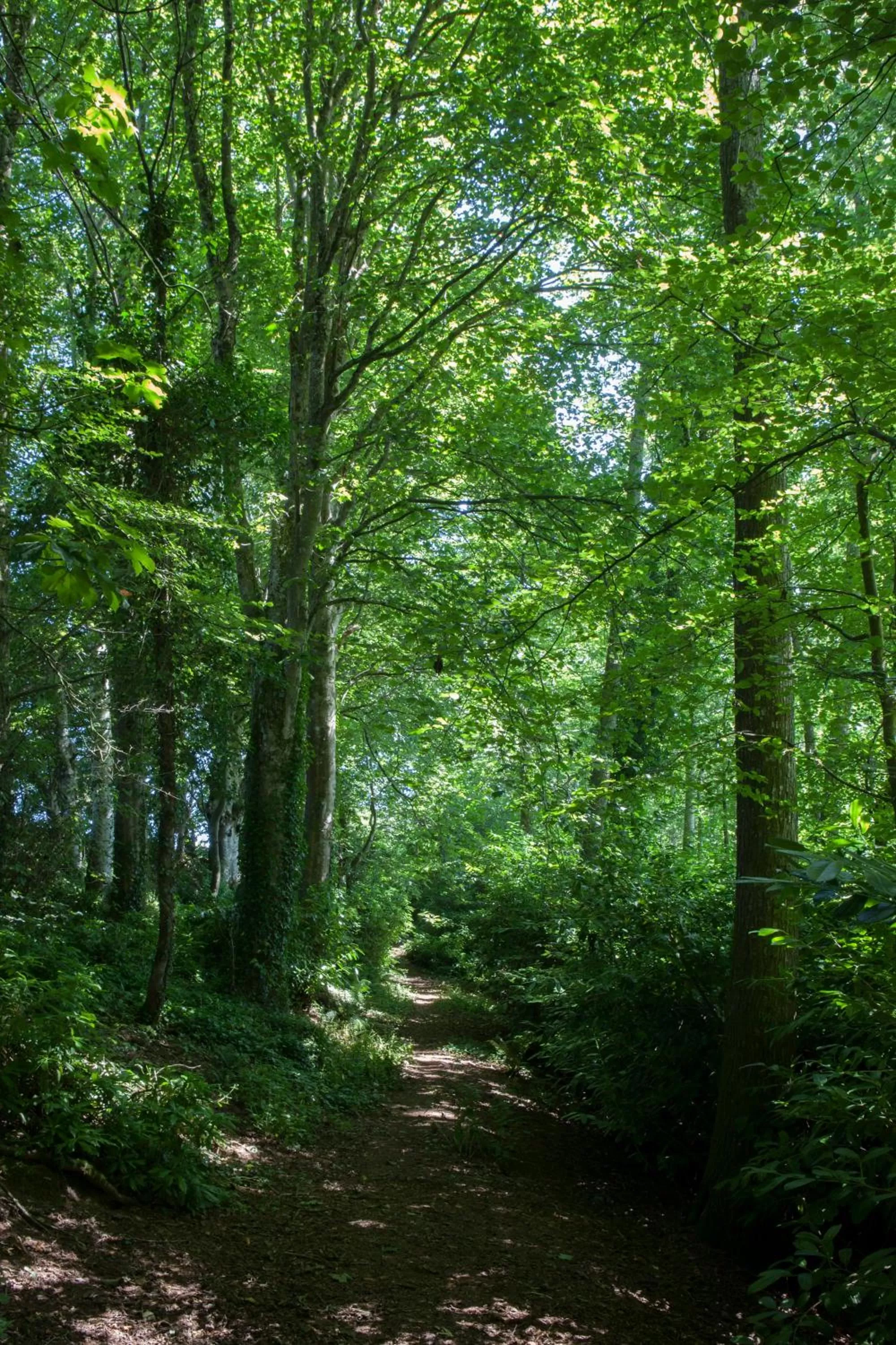 Garden in The Cornwall Hotel Spa & Lodges