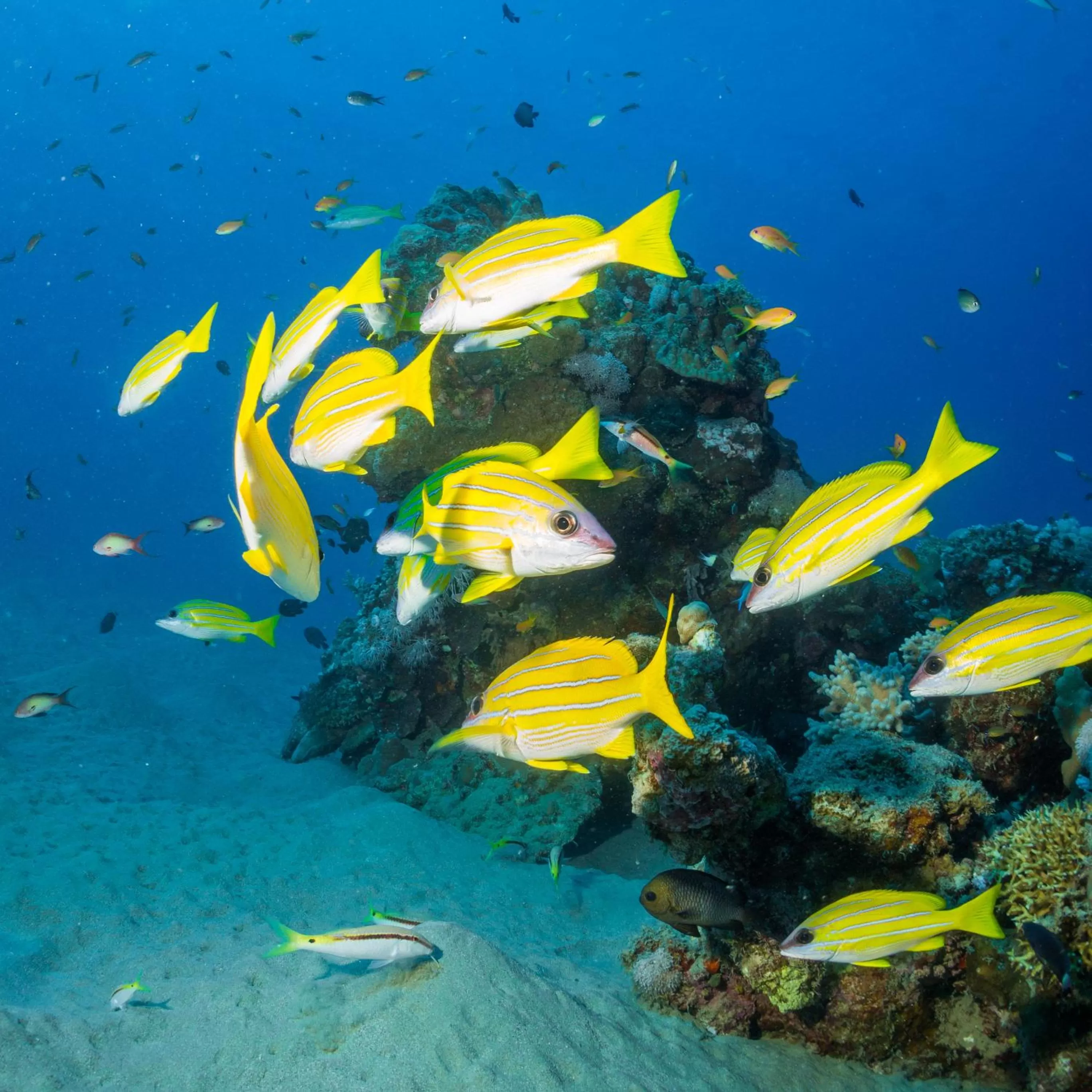 Snorkeling in Coral Sun Beach