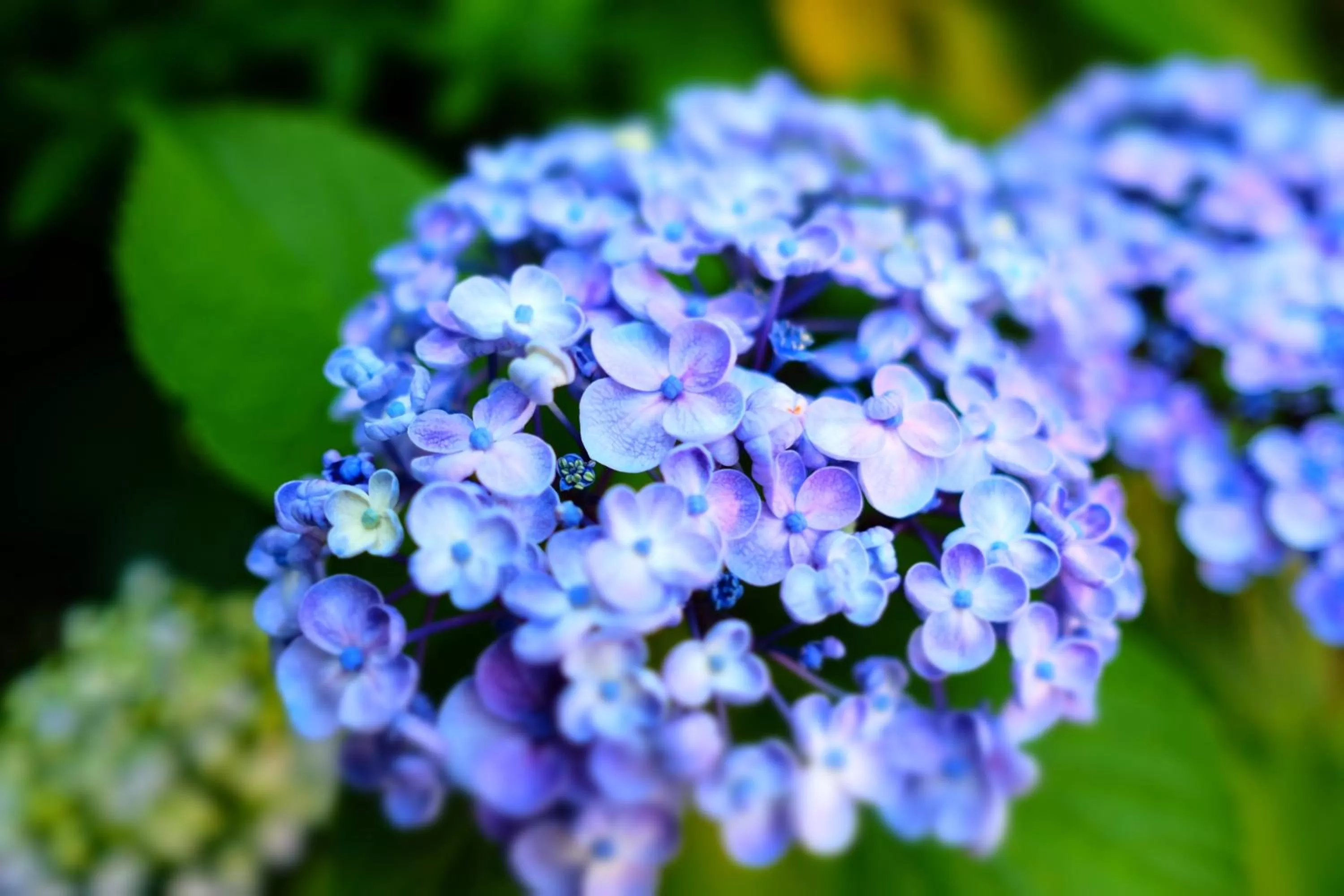 Garden view in City Centre Motel