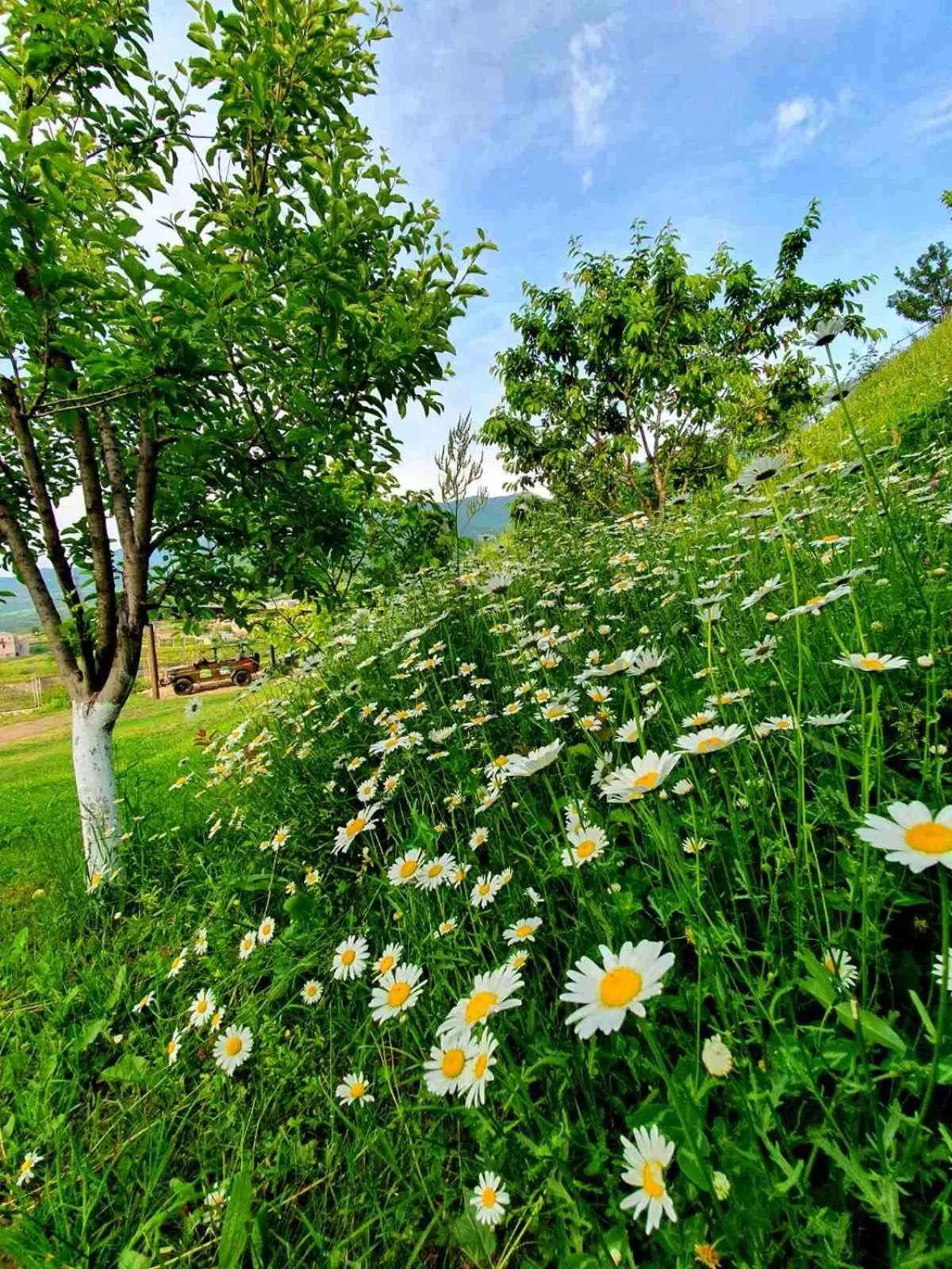 Spring in Guest House Ijevan's Garden