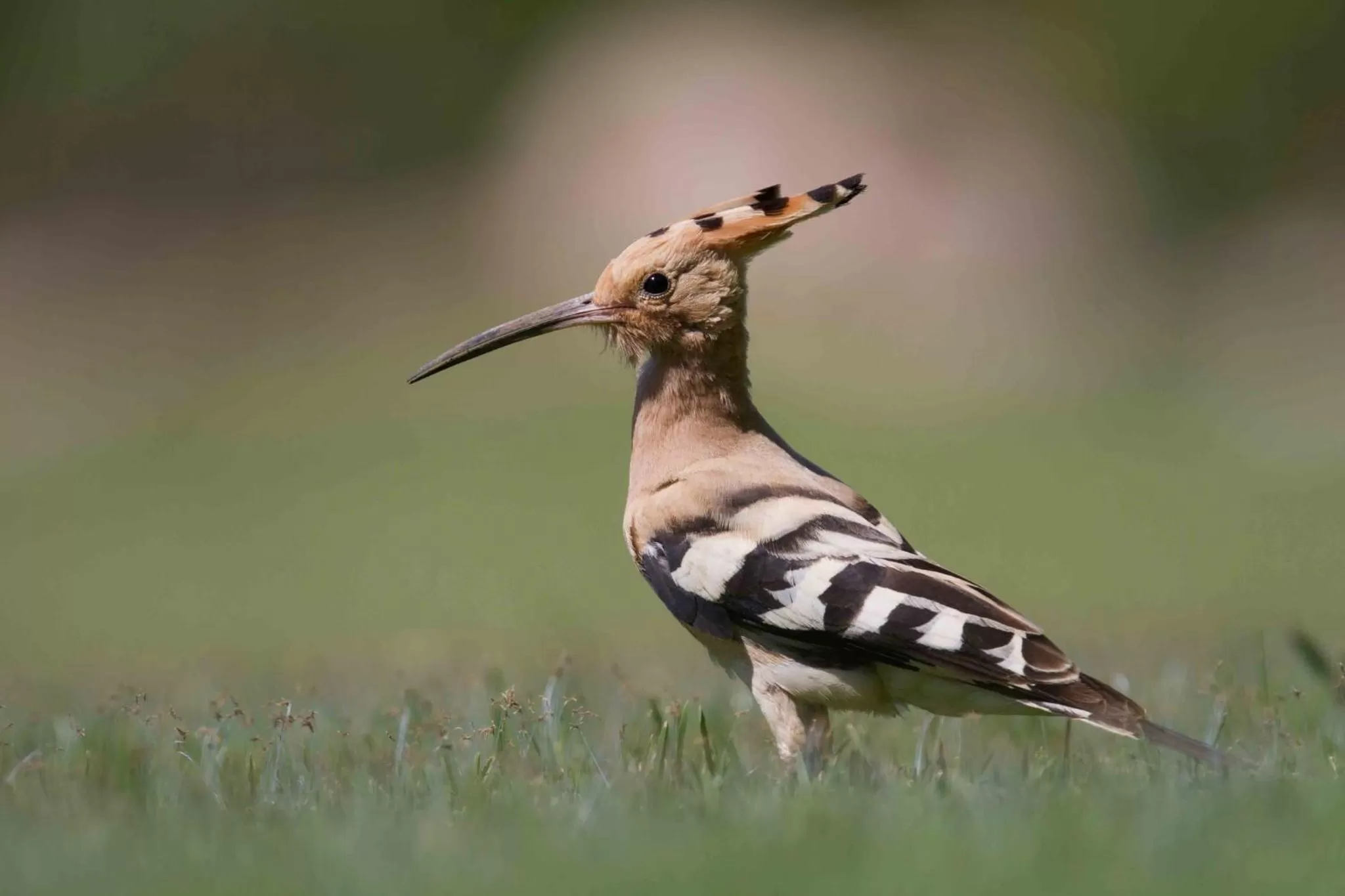 Animals in Quinta dos Poetas Nature Hotel & Apartments