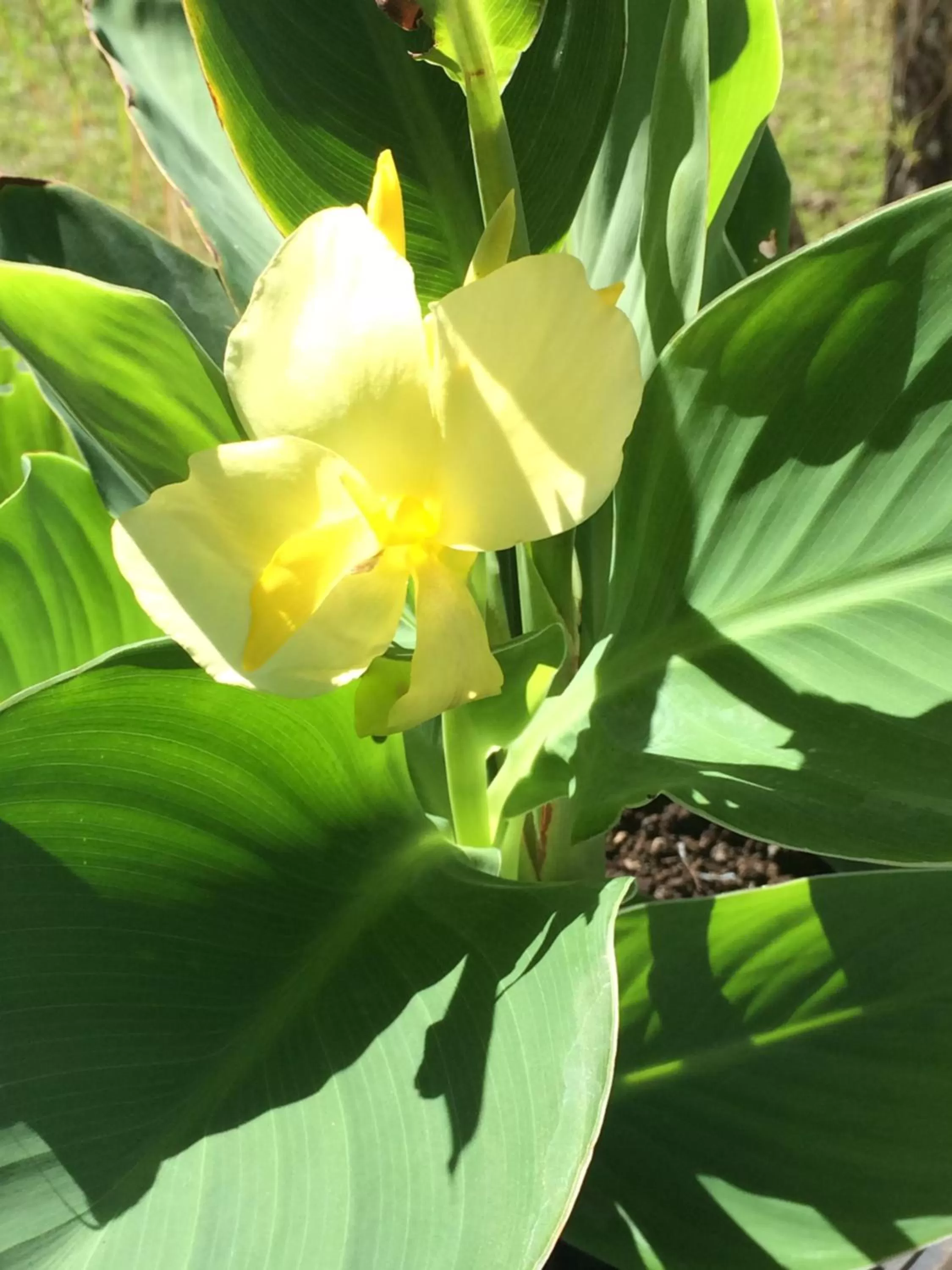 Garden in Hilo Bay Oceanfront Bed and Breakfast