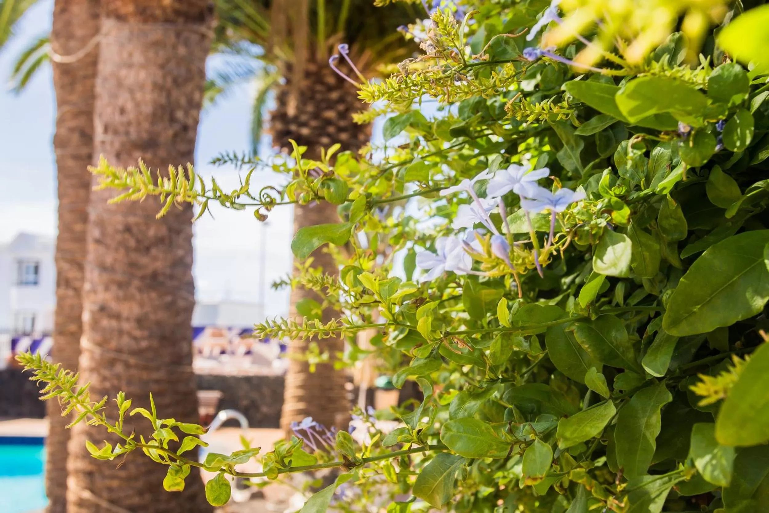 Garden in Los Tulipanes