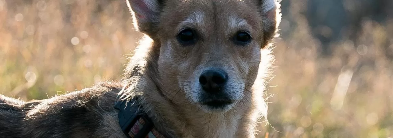 Pets in Landhotel Kräuterbergl Kreischa