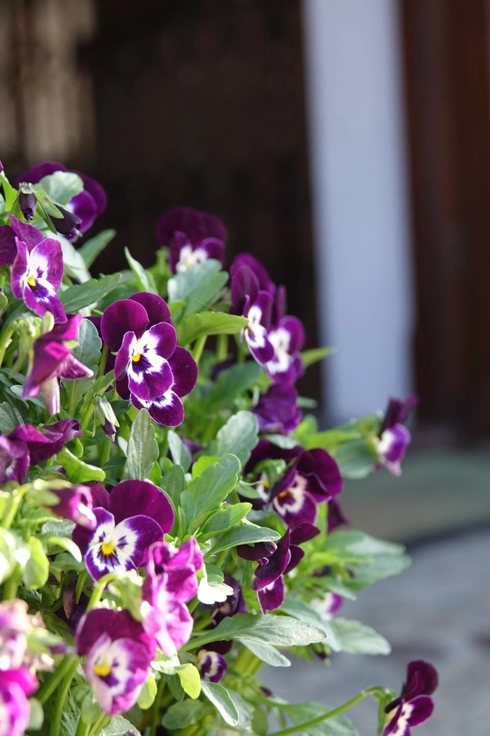 Property building in Gościniec Dworski w Ropie - Pokoje gościnne